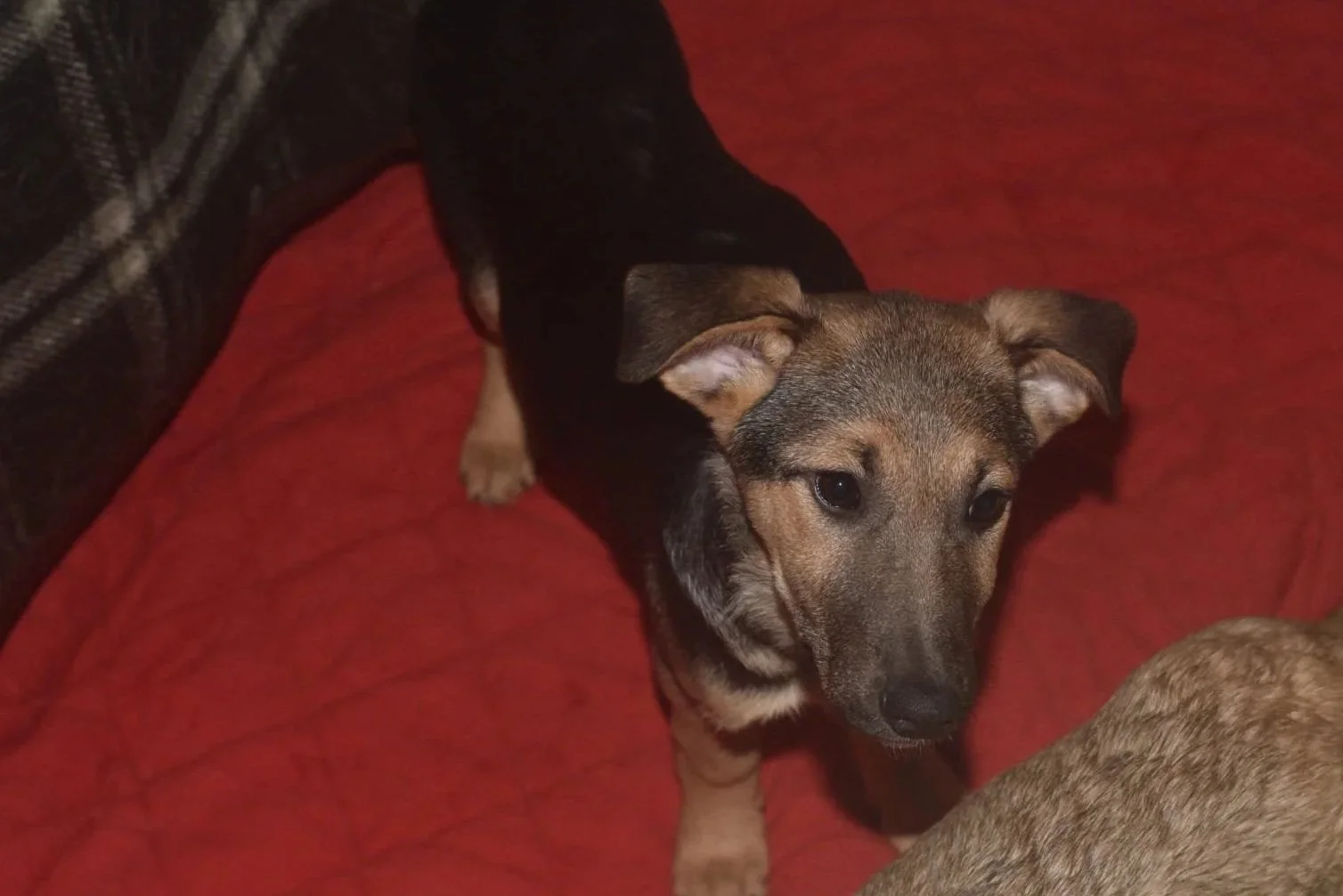 A young mixed breed dog with a brown and black coat, lying on a red quilted surface, looking directly at the camera with a curious expression.