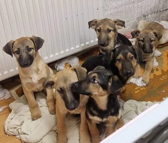 Six puppies sitting on a blanket in a room, some with floppy ears and black markings on tan fur.