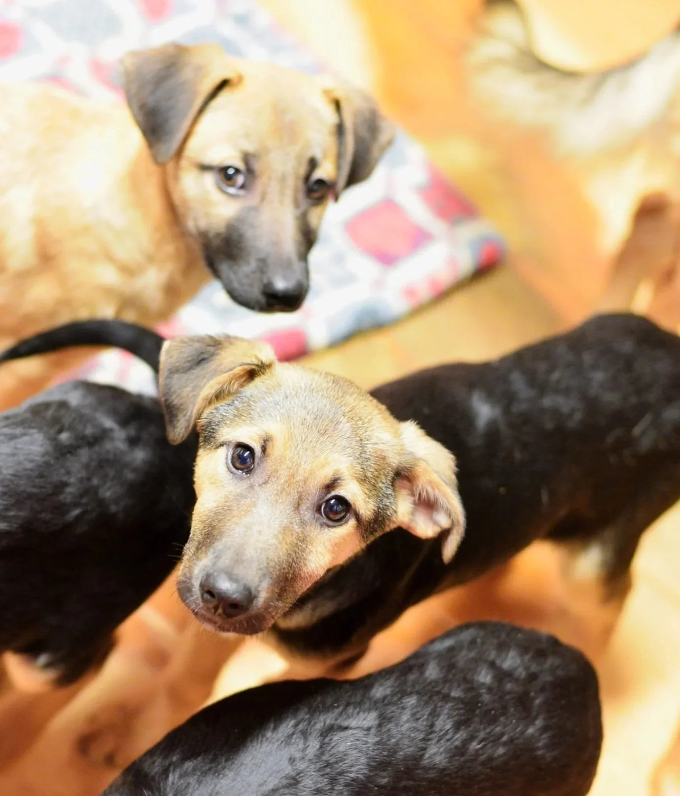 Several puppies with black and brown fur gathered on a wooden floor, some looking at the camera with curious expressions.