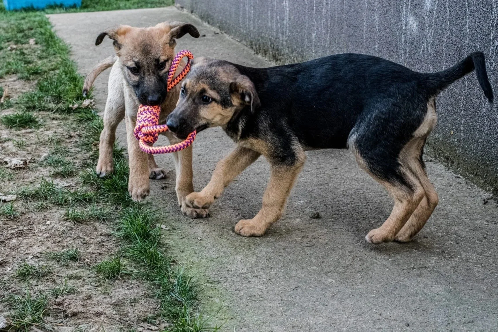 Two puppies playing tug-of-war with a rope toy outside on a concrete and grass surface.