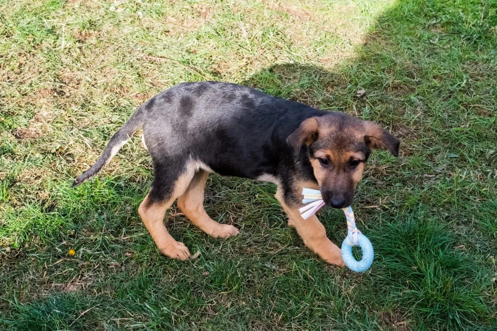 A puppy with black and brown fur playing outdoors on grass, holding a blue ring toy in its mouth.