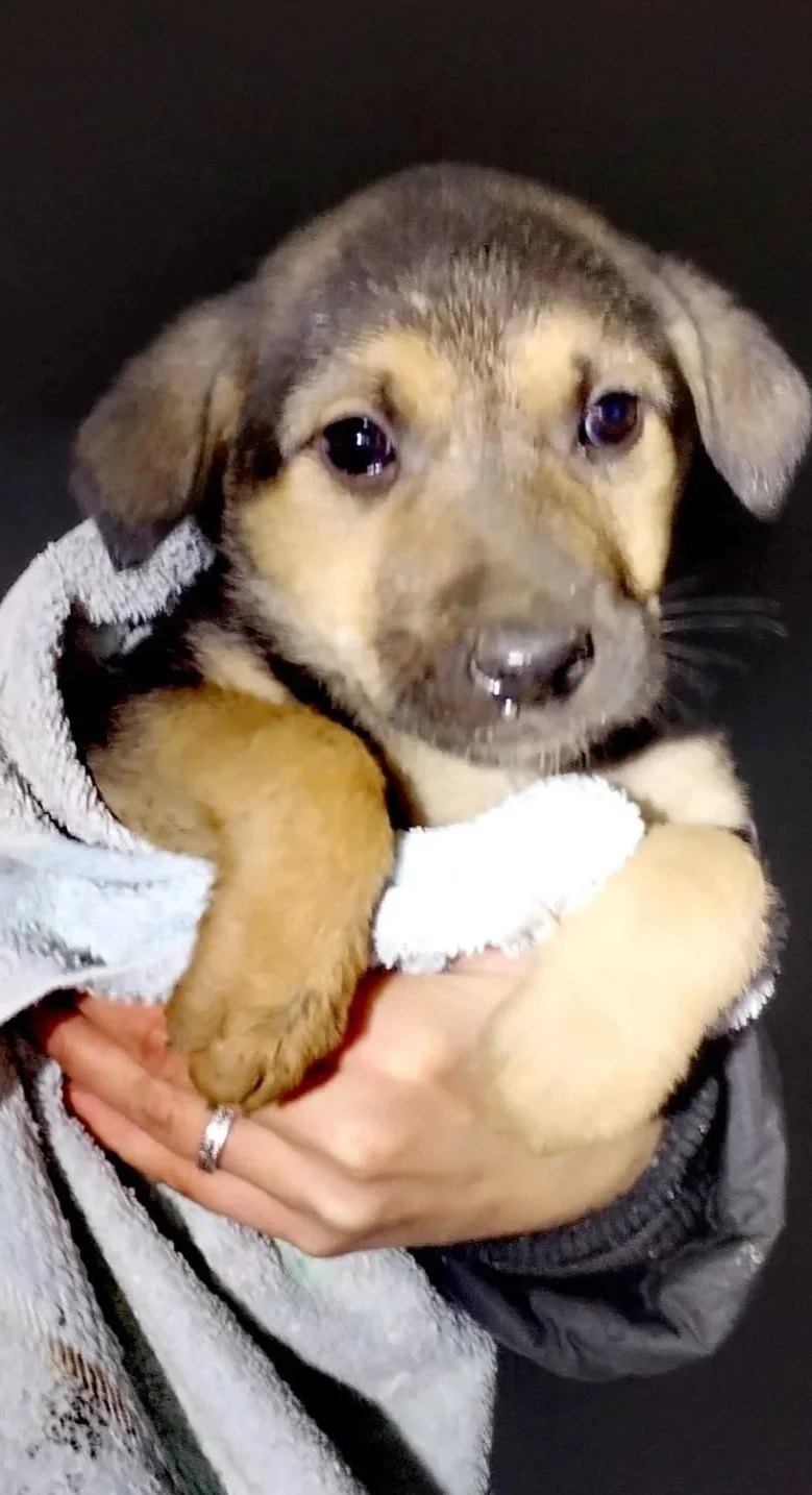 A puppy with black and tan fur being held in someone's hands, wrapped in a white towel, against a dark background.