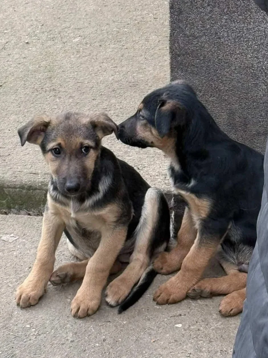 Two puppies sitting on the ground near a wall, one nuzzling the other.