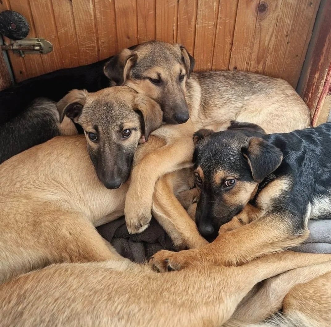 Five puppies cuddling together on a wooden floor in a cozy corner.