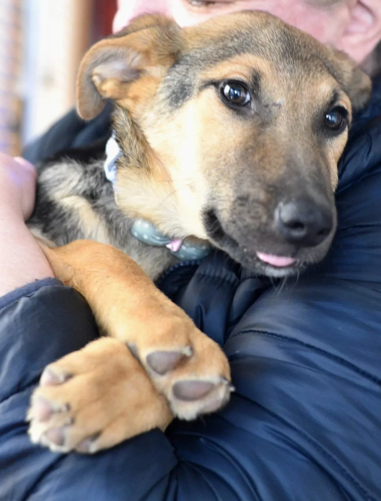 A person holding a brown and black puppy with expressive eyes and a light blue collar.