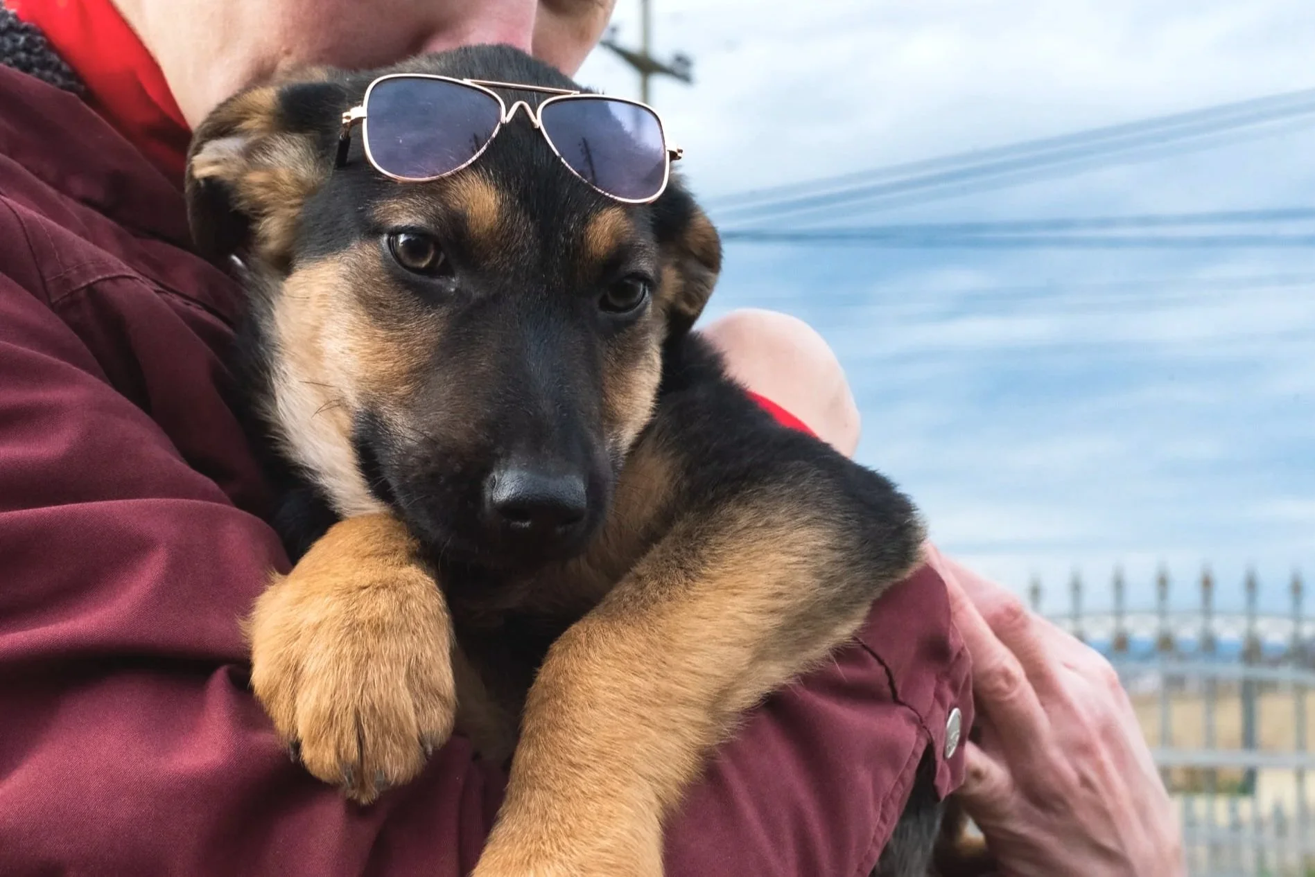 A person is holding a small puppy with tan and black fur, wearing sunglasses on its head, outdoors near a fence and water.