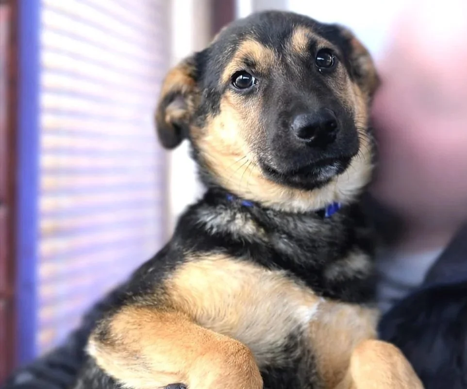 A cute puppy with a black and tan coat, looking at the camera with a curious expression.