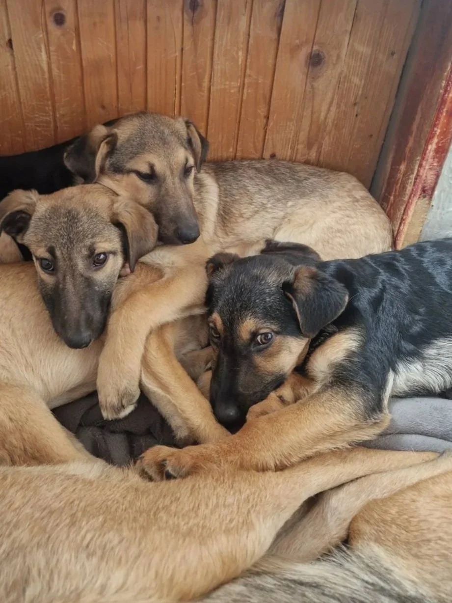 Four puppies cuddling together on a blanket with a wooden wall background.