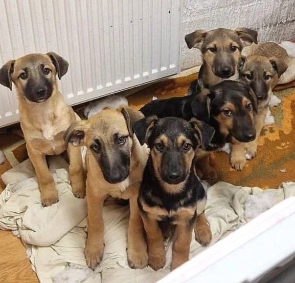 Seven puppies sitting on a blanket in a room with white walls and a radiator.