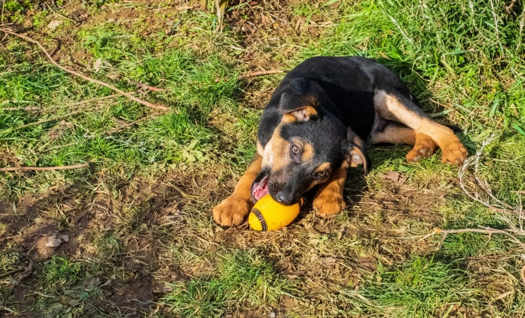 A young black and tan puppy playing with a yellow toy football on the grass outdoors.