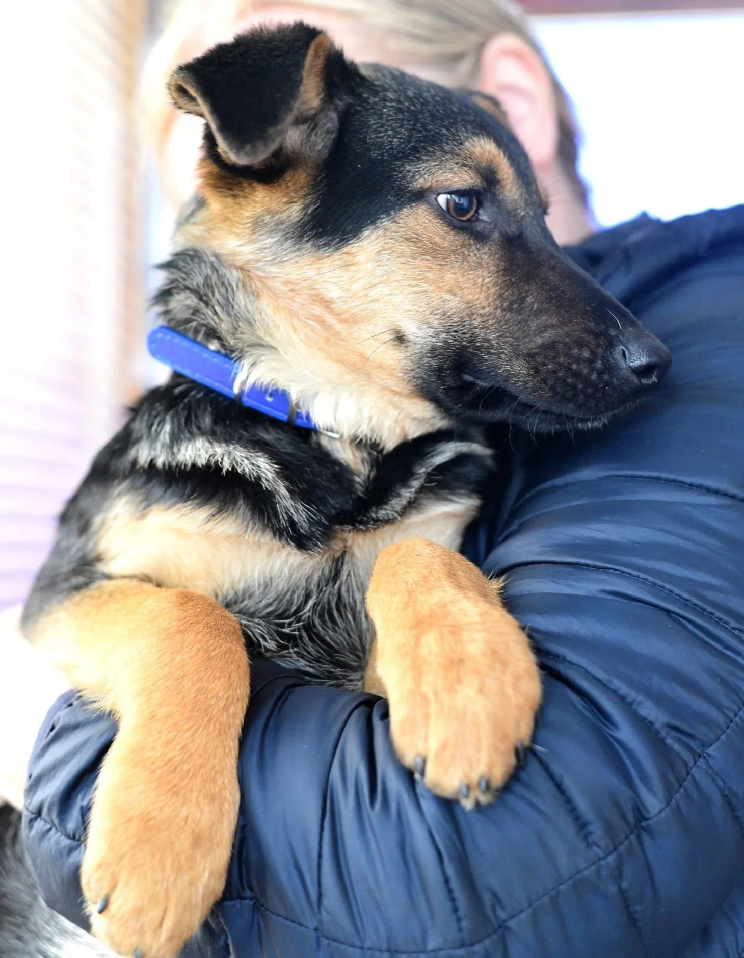 A person holding a young black and tan puppy with a blue collar close to their face.