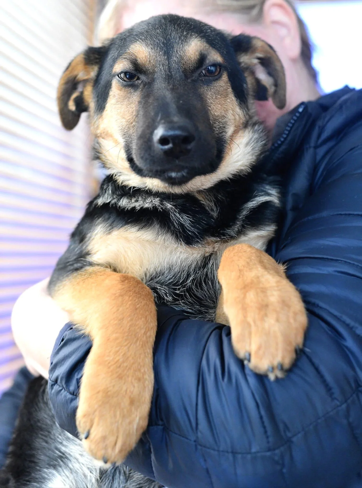 A person in a navy jacket holding a puppy with black and tan fur, looking directly at the camera.