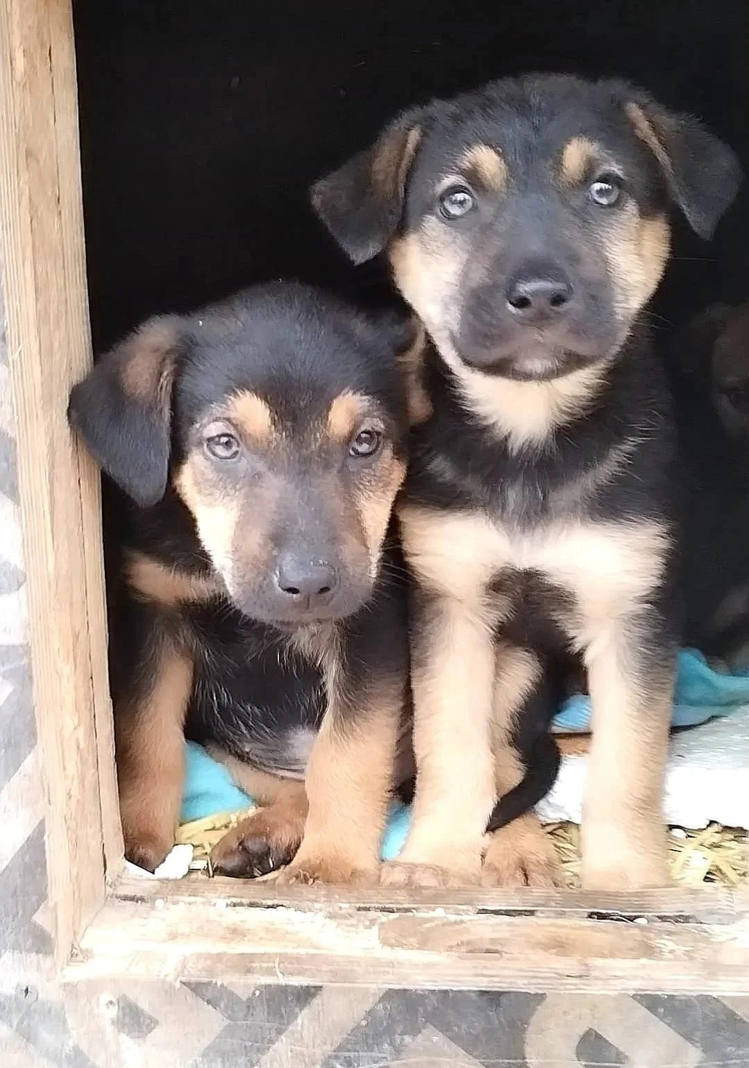 Two puppies inside a wooden doghouse, with black and tan fur and blue eyes.