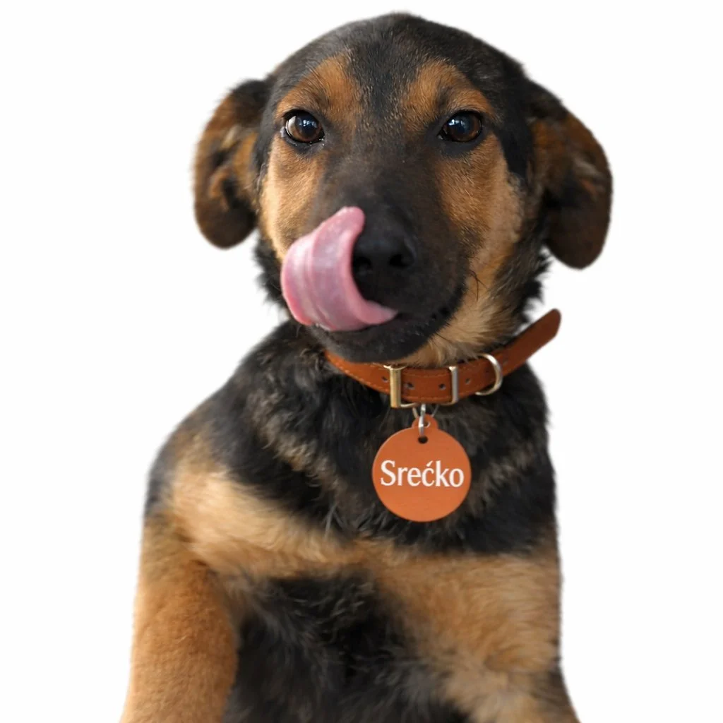 A young dog with a brown and black coat, licking its nose, wearing a collar with a tag that reads "Srečko," against a white background.