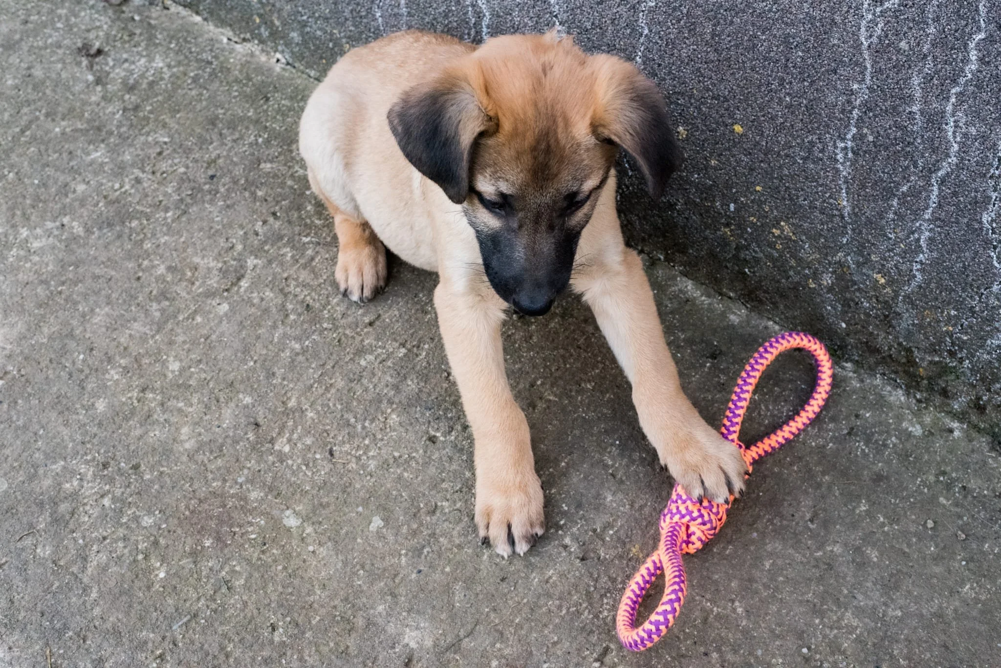 A young puppy with light brown fur and darker ears sitting on a concrete ground near a dark textured wall, holding an orange and purple braided rope toy in its paw.