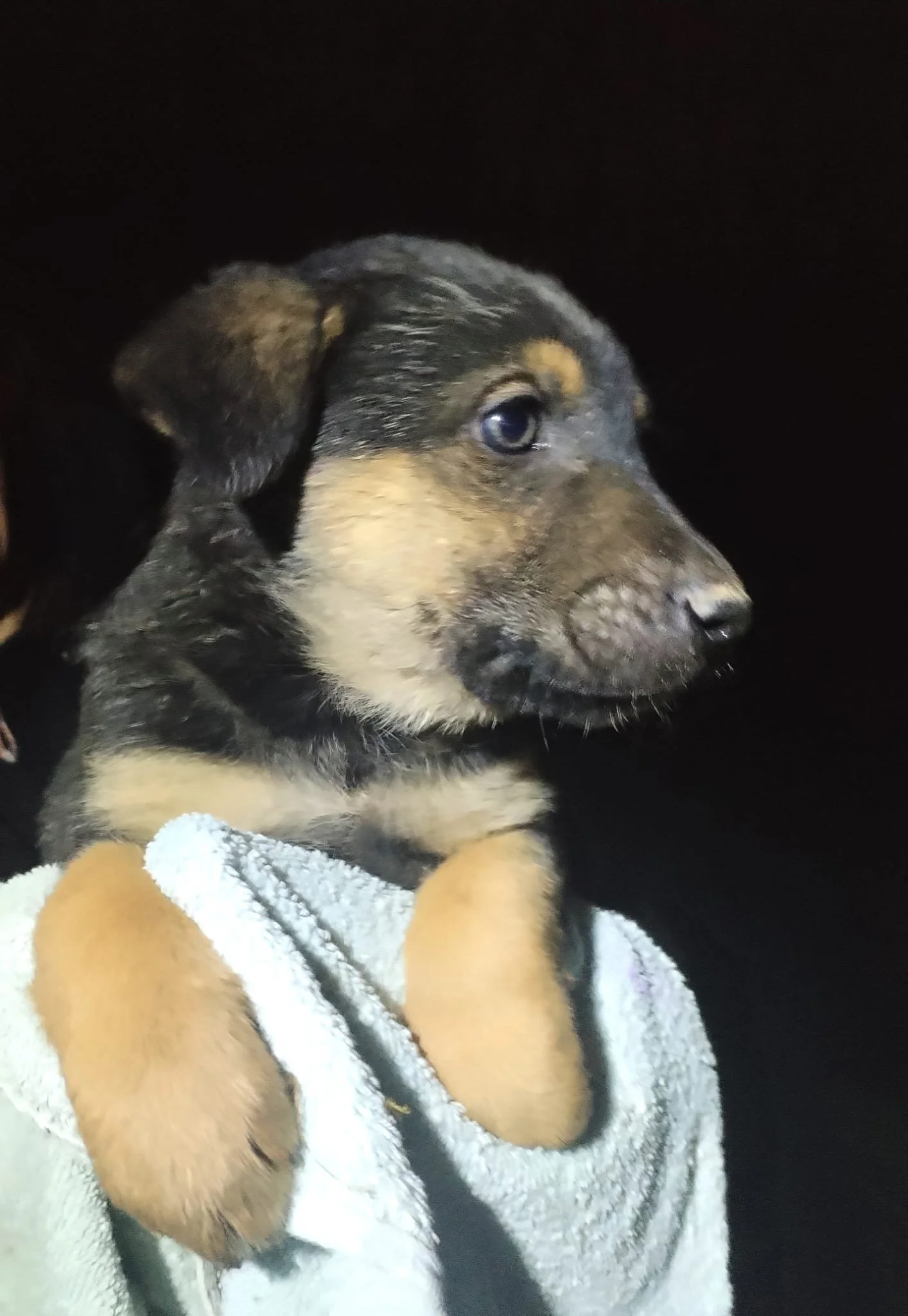 Close-up of a puppy with black and tan fur, blue eyes, and floppy ears, being held with a towel against a dark background.