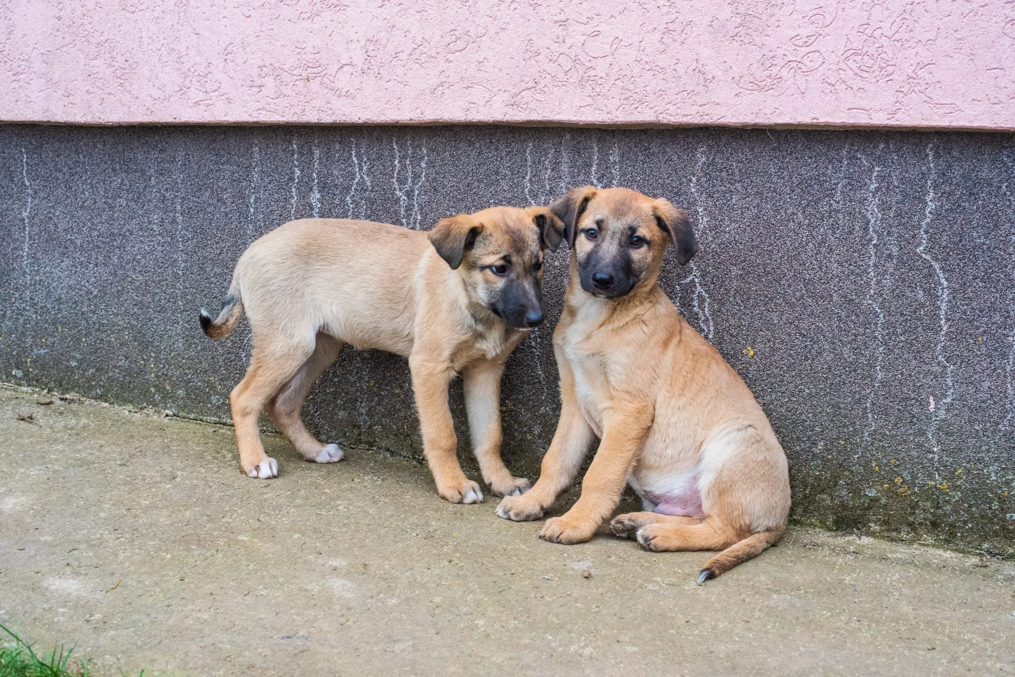 Two tan and black puppies sitting outdoors against a wall with pink and gray sections.