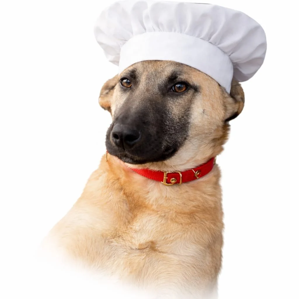 A dog wearing a chef's hat and a red collar.