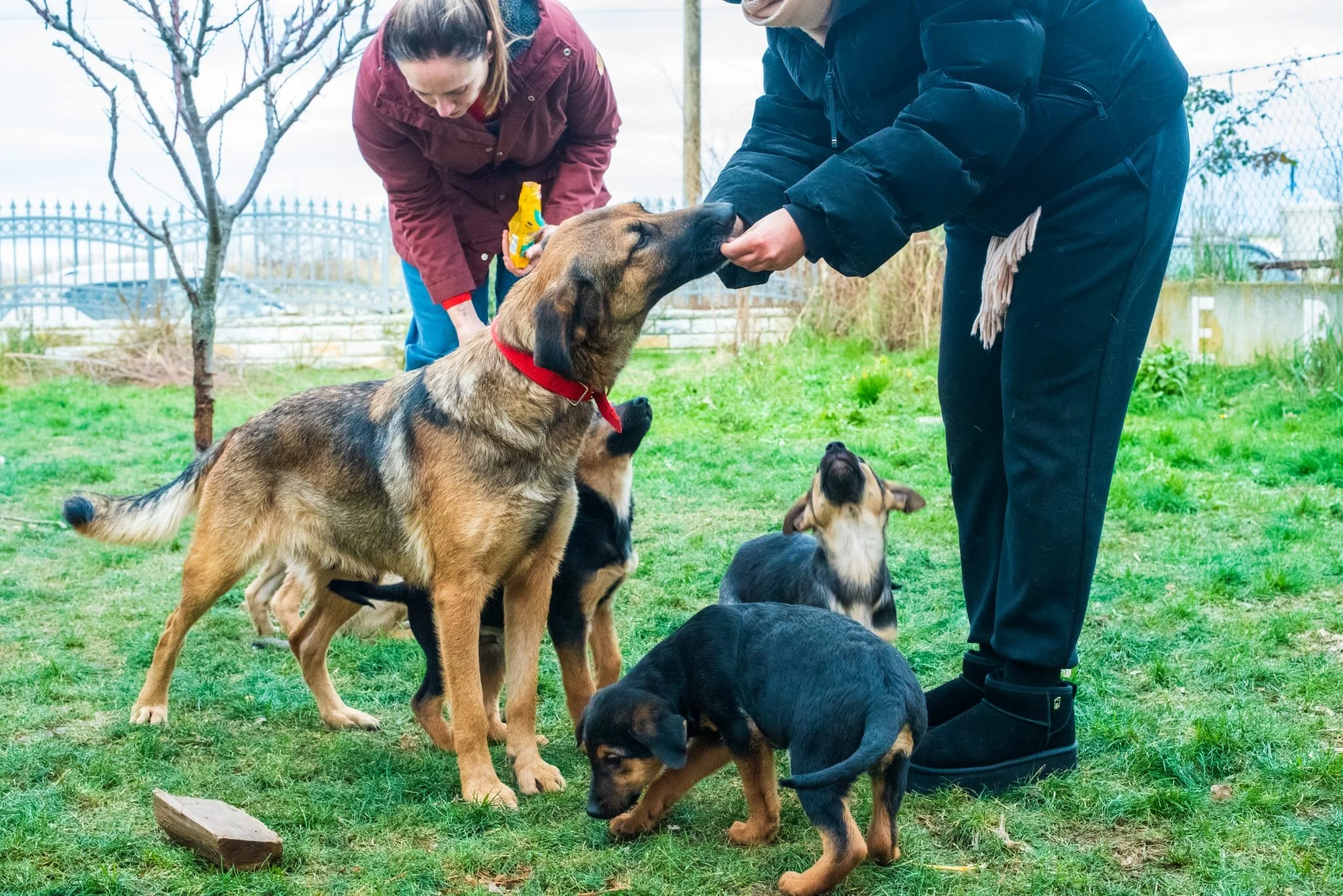 Two women and five puppies outdoors in a grassy area, with a fence and trees in the background. One woman is holding a treat, and the other is giving a dog a hand signal.
