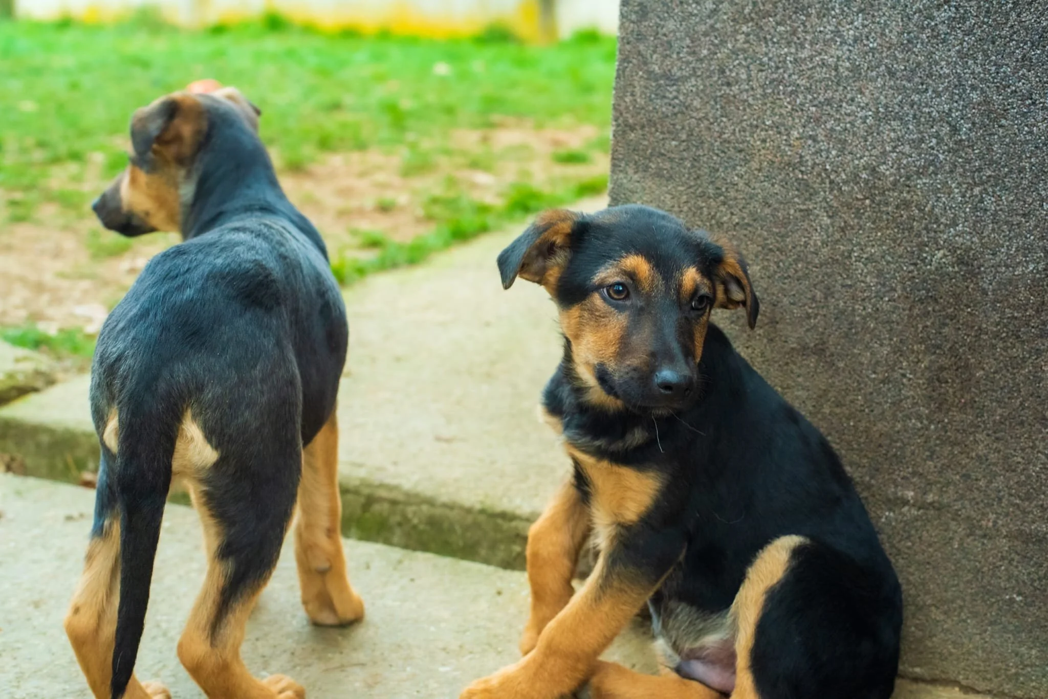 Two black and tan puppies outdoors, one sitting and the other standing near a concrete wall on the ground with grass and dirt in the background.