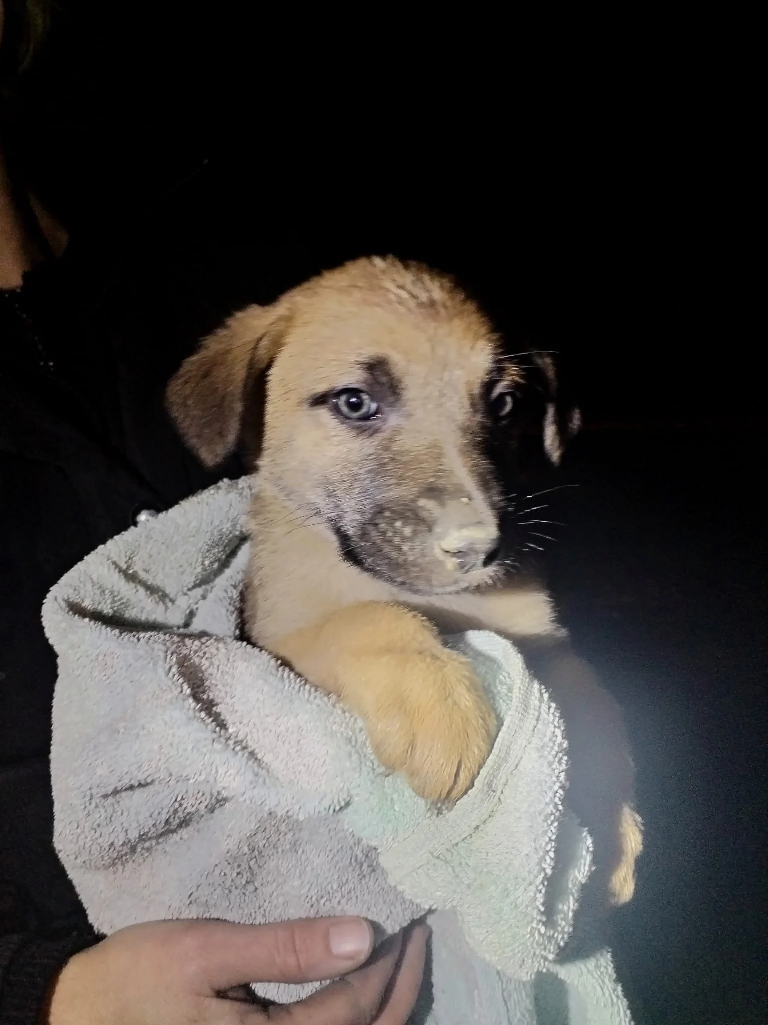 A puppy with light brown fur and blue eyes being held in a person's arms, wrapped in a towel, against a dark background.