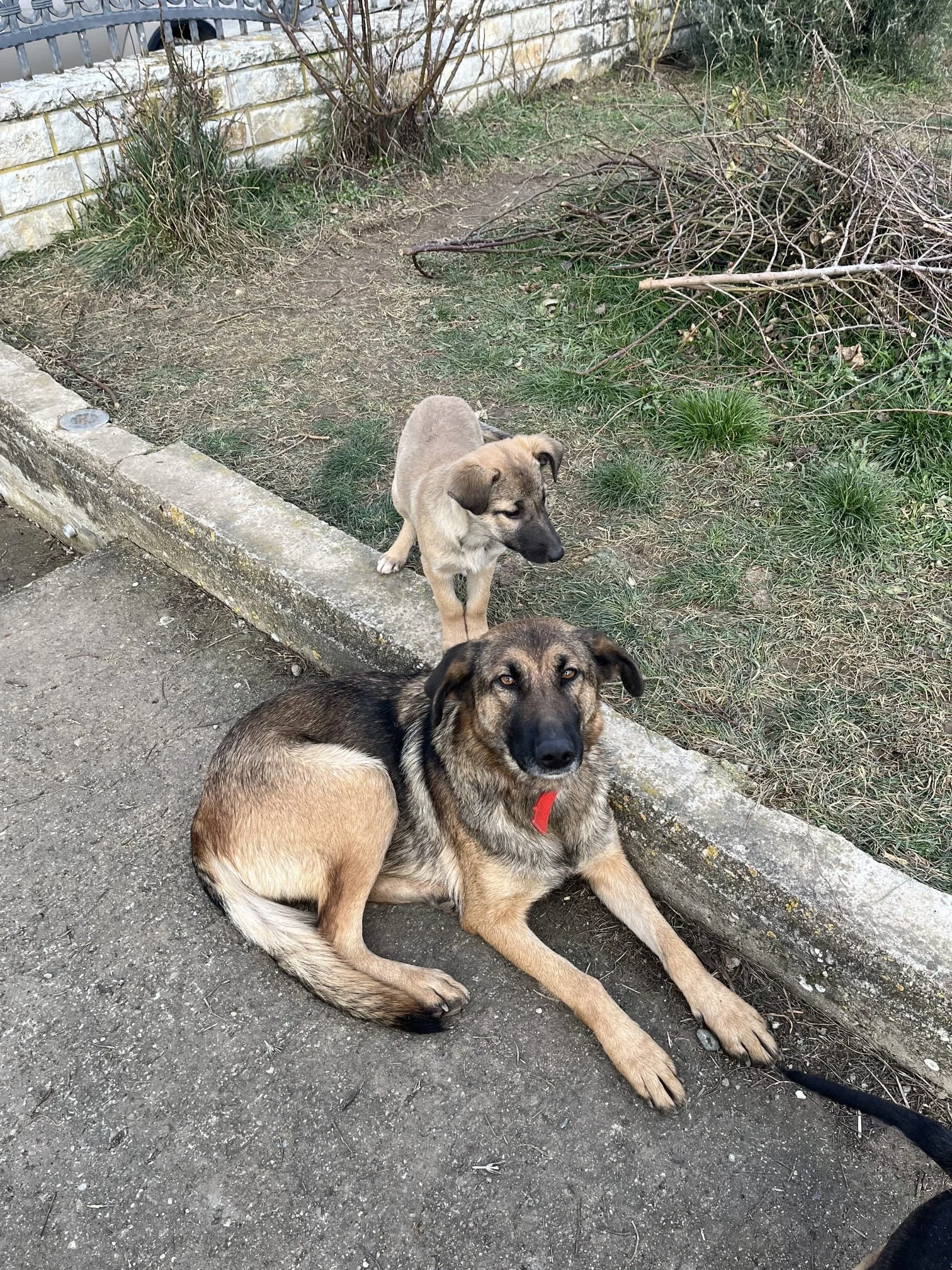 Two dogs resting on a sidewalk next to a grassy area with a stone border, some bushes, and a brick wall in the background.