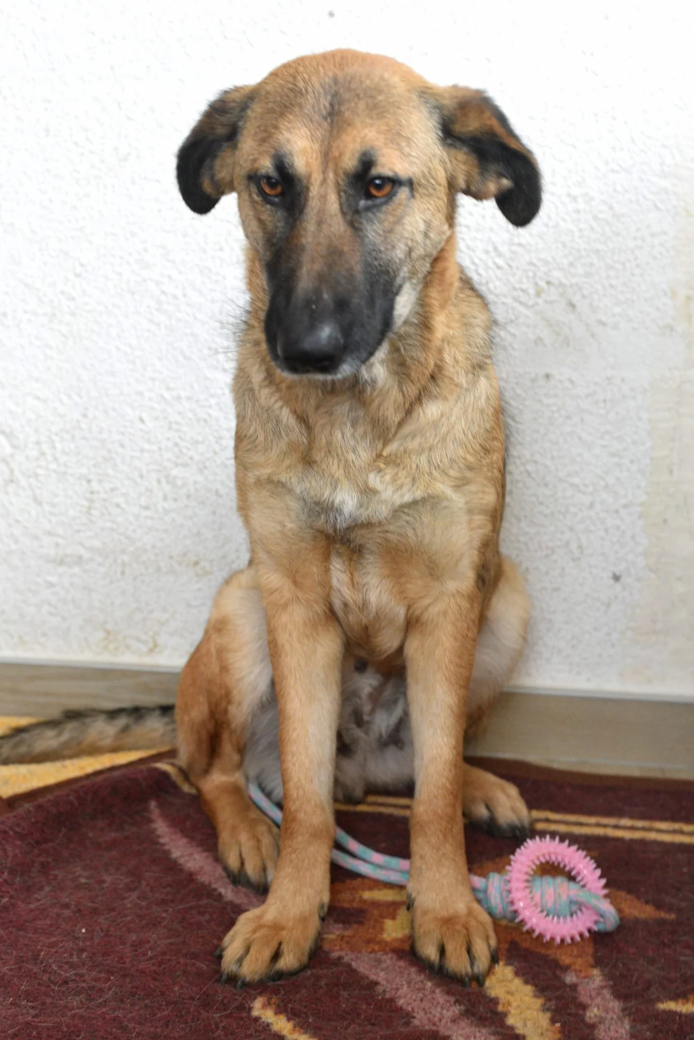 A mixed-breed dog with a tan coat and black facial markings sitting on a maroon and beige rug, looking at the camera, with a pink and blue rope toy on the ground beside its front paws.