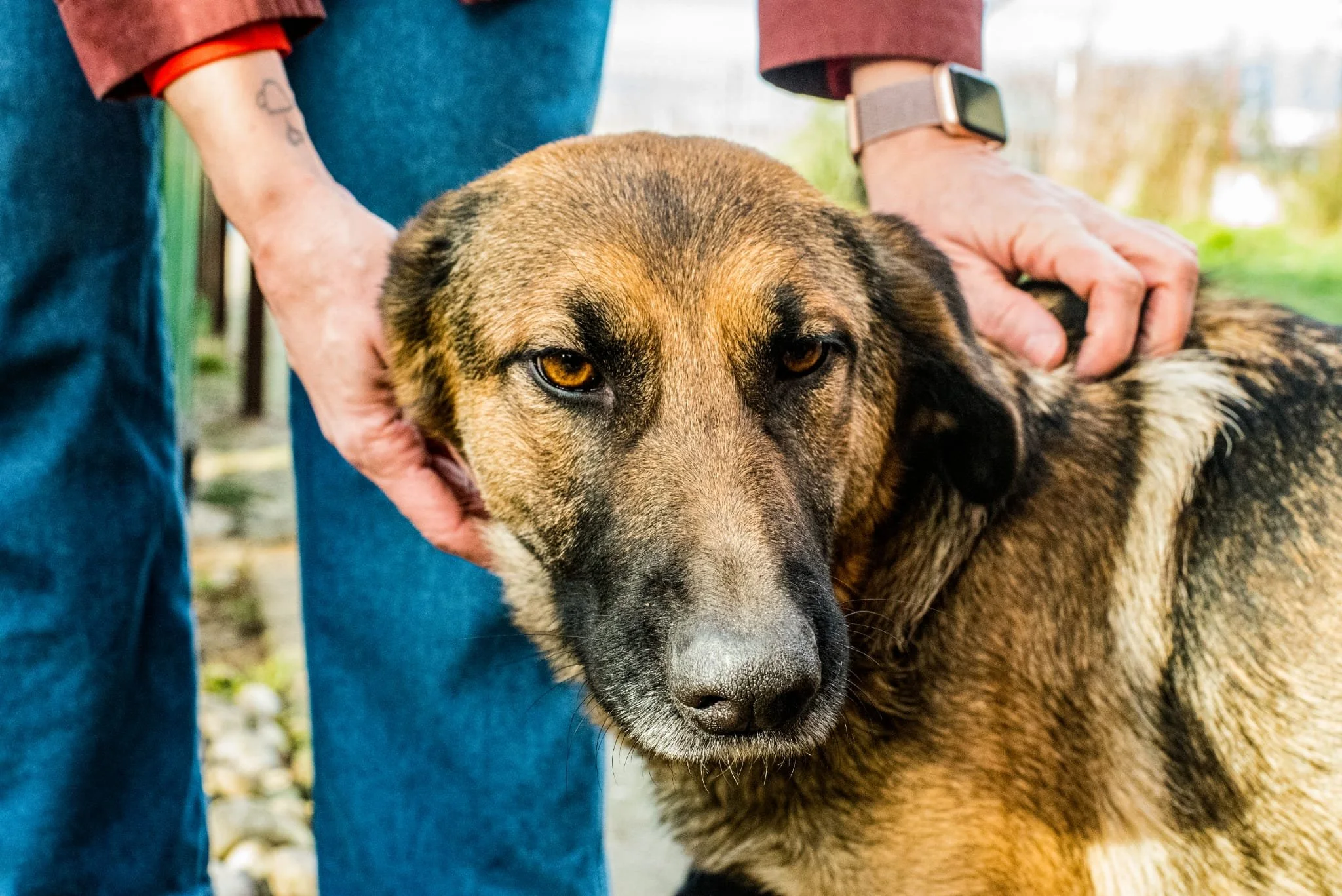 Close-up of a large dog with a brown and black coat, being petted by a person wearing blue jeans and a watch, outdoors in a park.