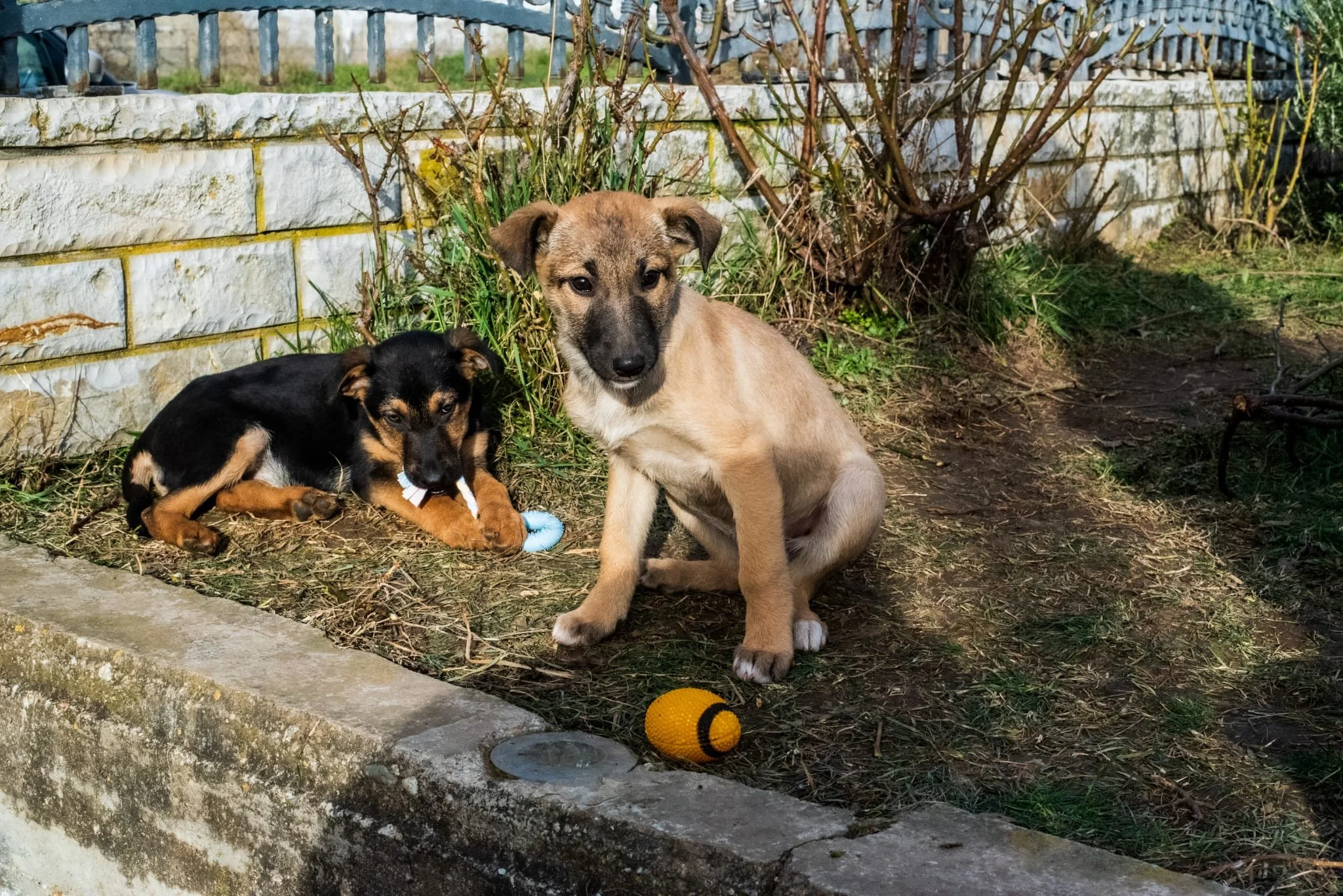 Two puppies sitting outdoors resembling a backyard area. One is lying down holding a chew toy, and the other is sitting upright with a yellow and black rubber ball nearby. The area has grass, dirt, and bushes, with a stone border and a fence in the b