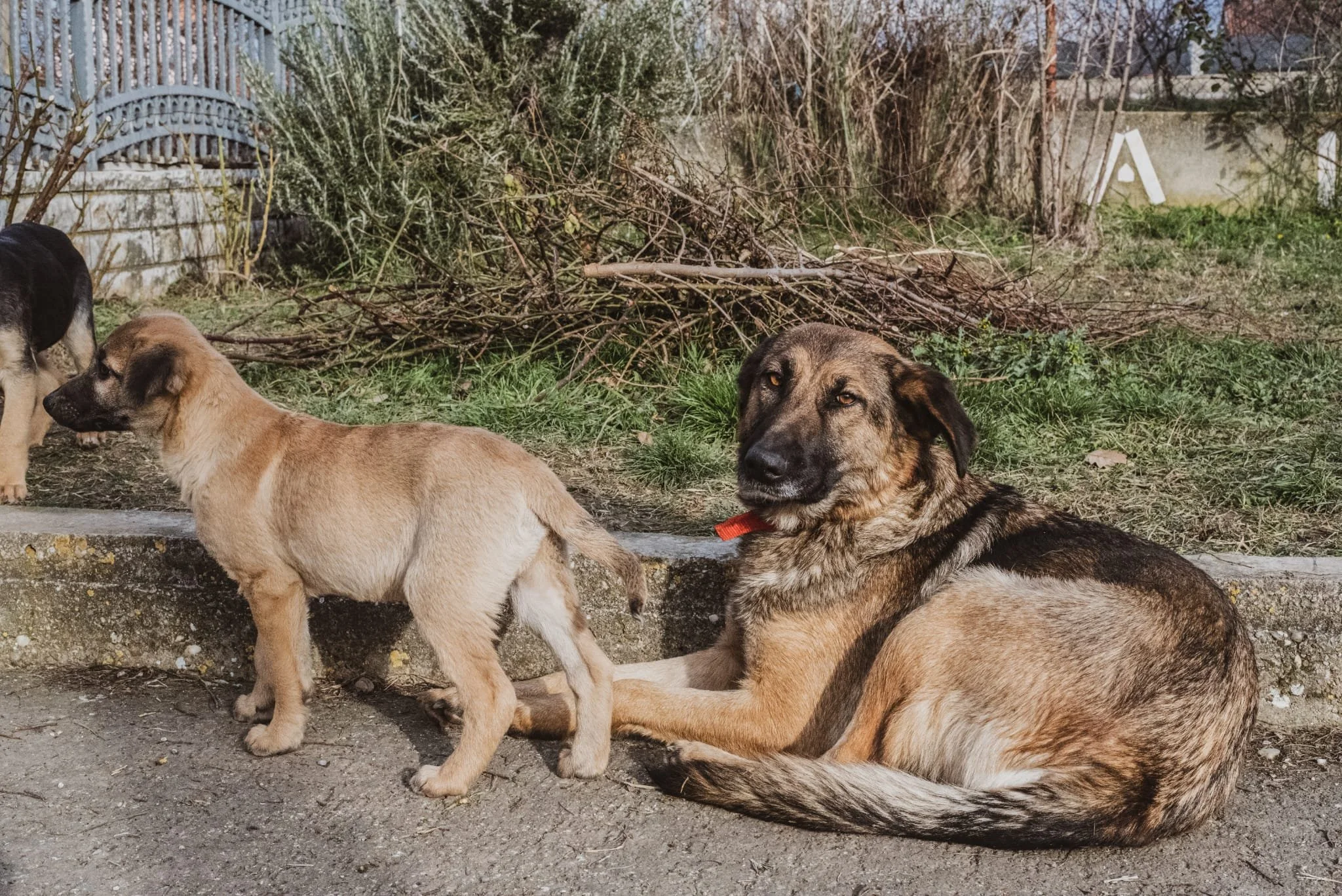 A large brown and black dog lying on the ground, holding a small light brown puppy by the front leg, with other puppies nearby on a sidewalk with grass and bushes in the background.