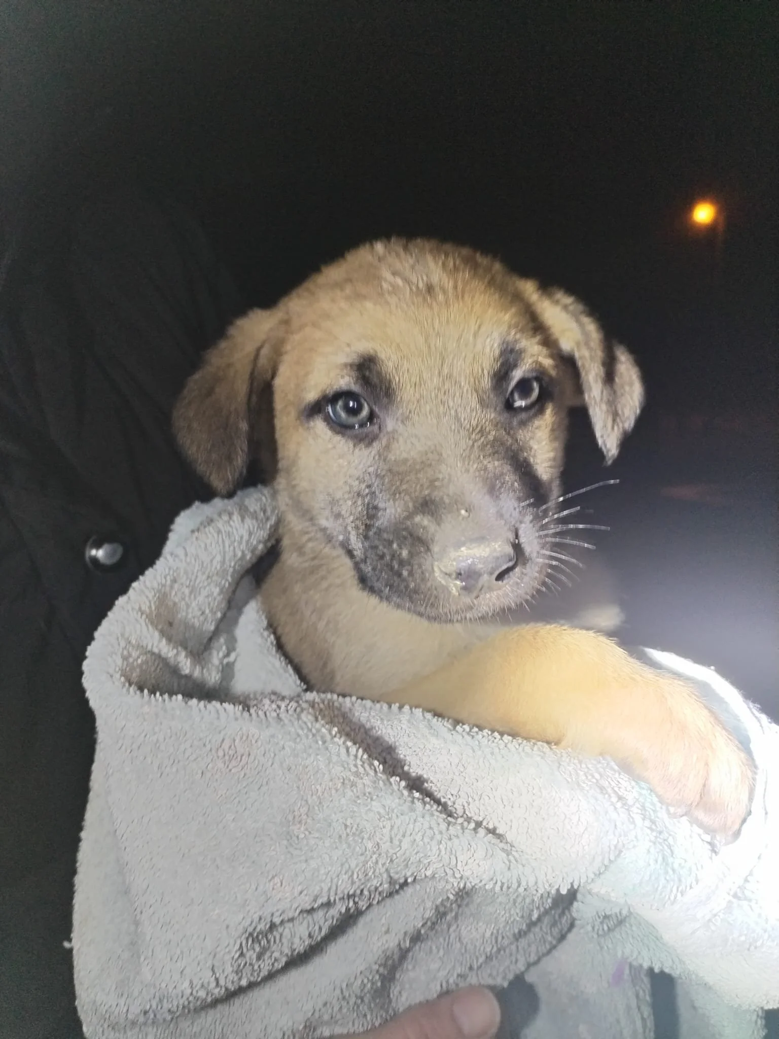 A puppy wrapped in a grey towel being held by a person at night.