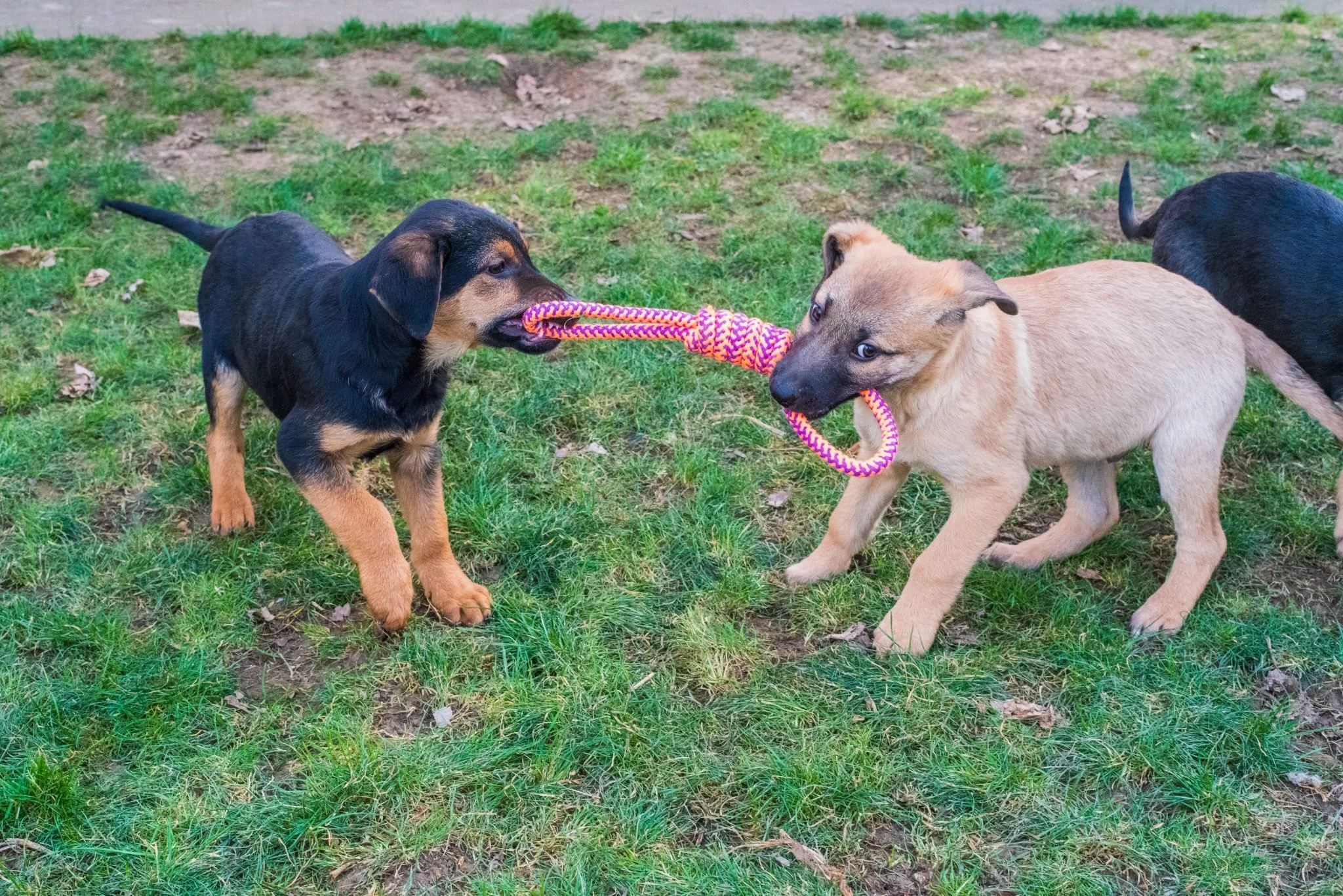 Two puppies playing tug-of-war with a colorful rope toy on a grassy area.