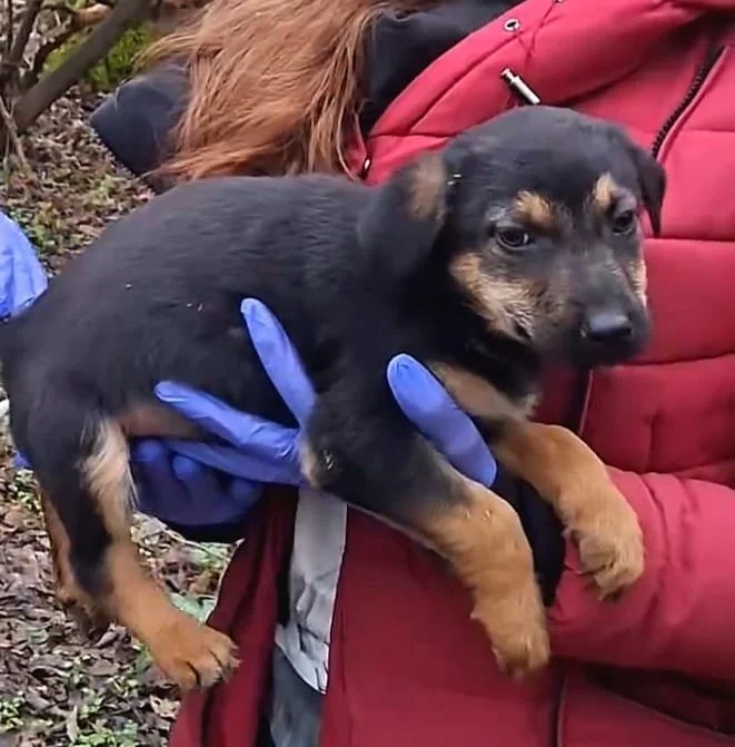 Person wearing a red jacket and purple gloves holding a small black and brown puppy