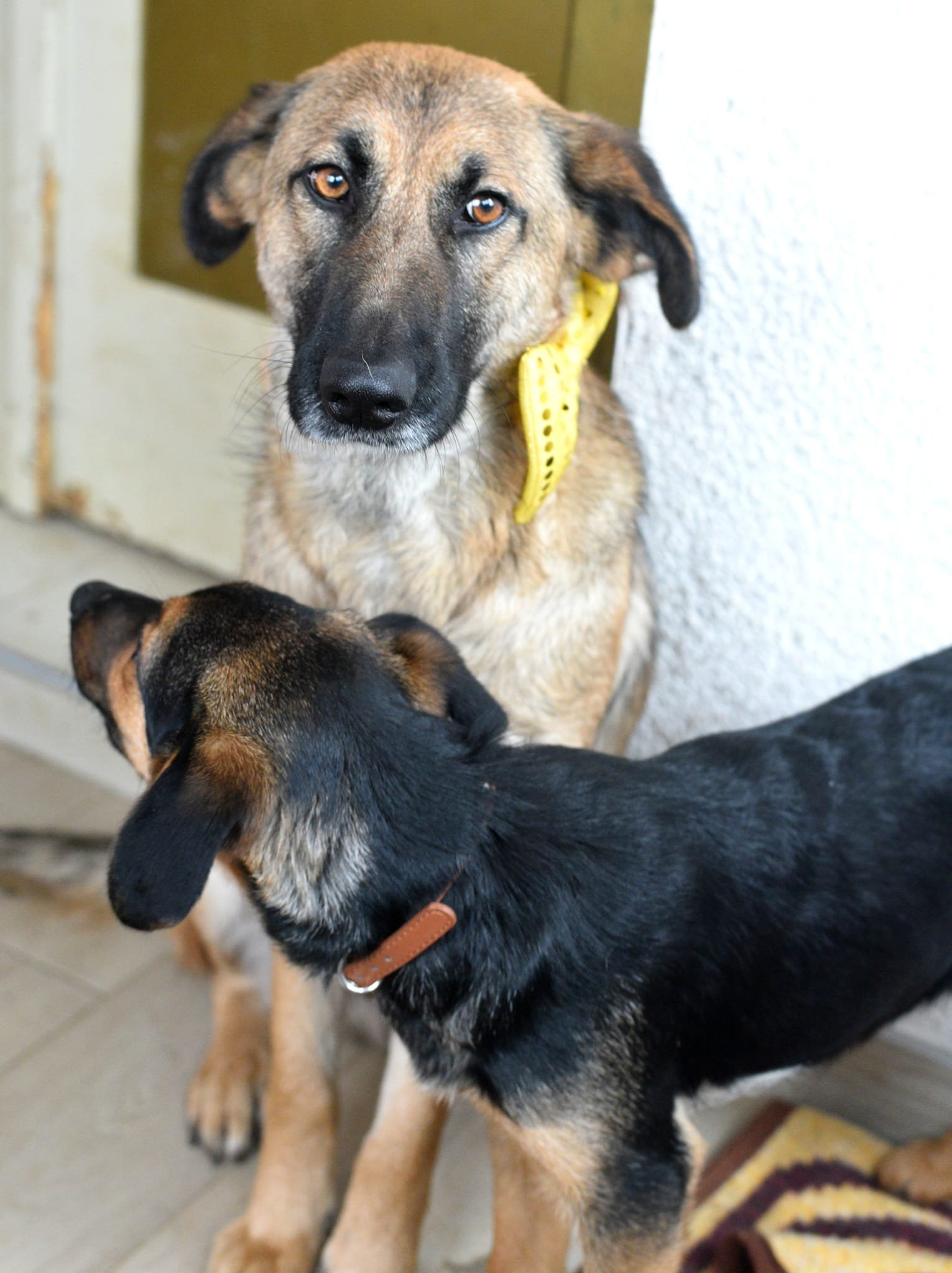Two dogs, one large tan with black markings wearing a yellow collar, and one smaller black and tan with a brown collar, indoors near a door.