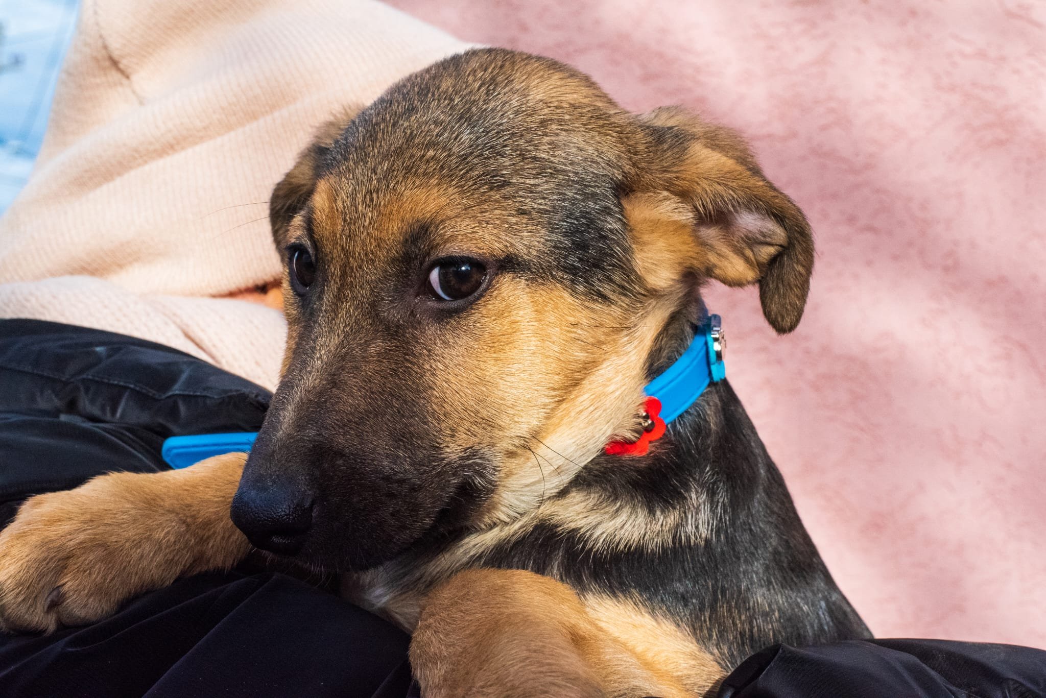 A puppy resting on a person's lap, looking off to the side with a relaxed expression, wearing a blue collar with a red tag.