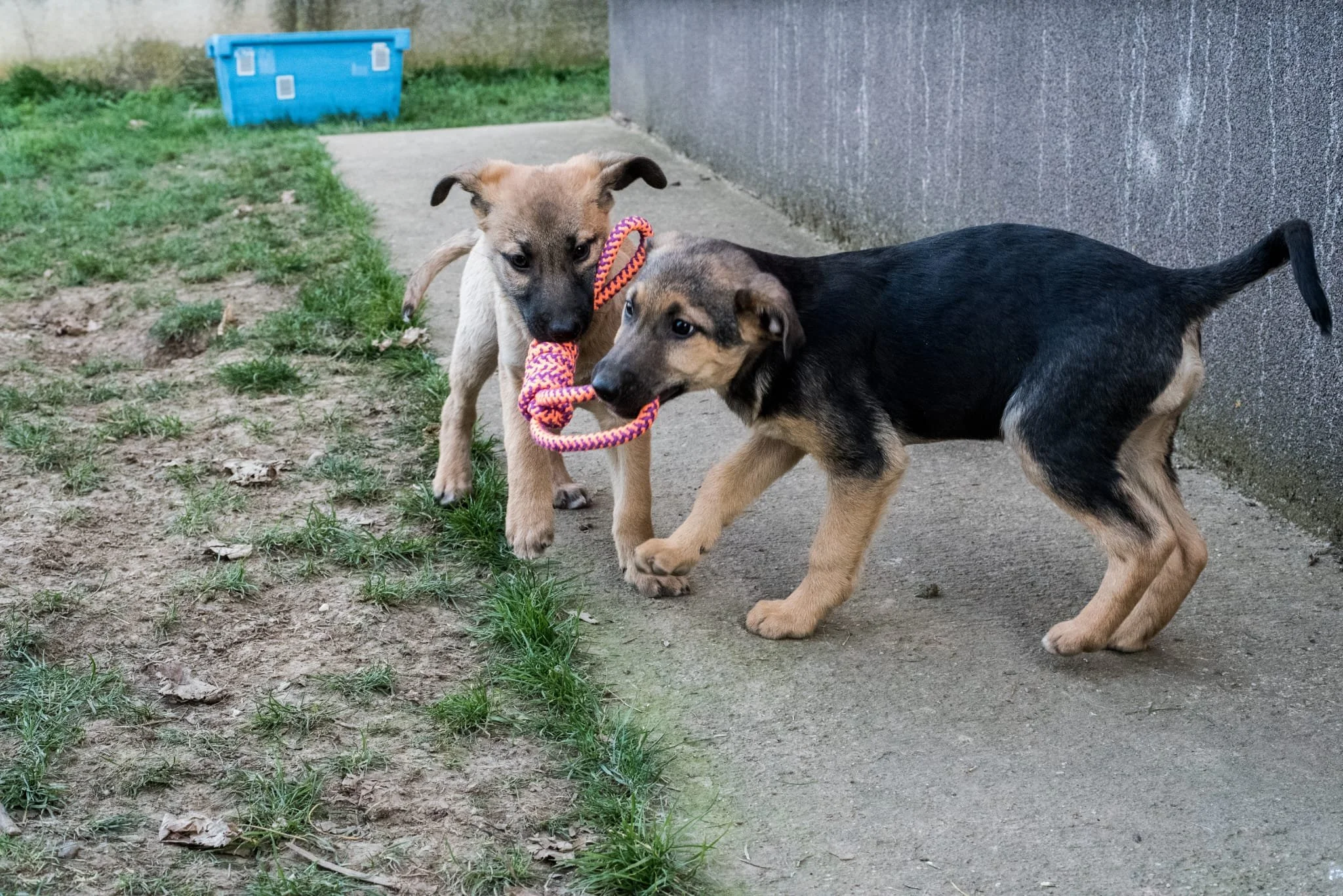 Two puppies playing outdoors, each holding a colorful rope toy in their mouths. One puppy is light brown with darker markings and the other is black and tan. They are near a concrete sidewalk, with a grassy patch and a blue storage container in the b