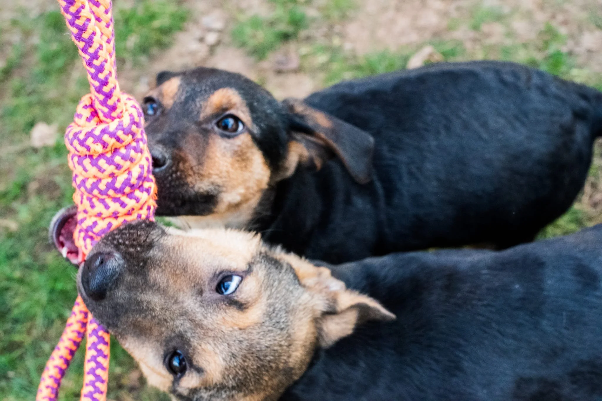 Two puppies biting a colorful rope toy outdoors on grass.