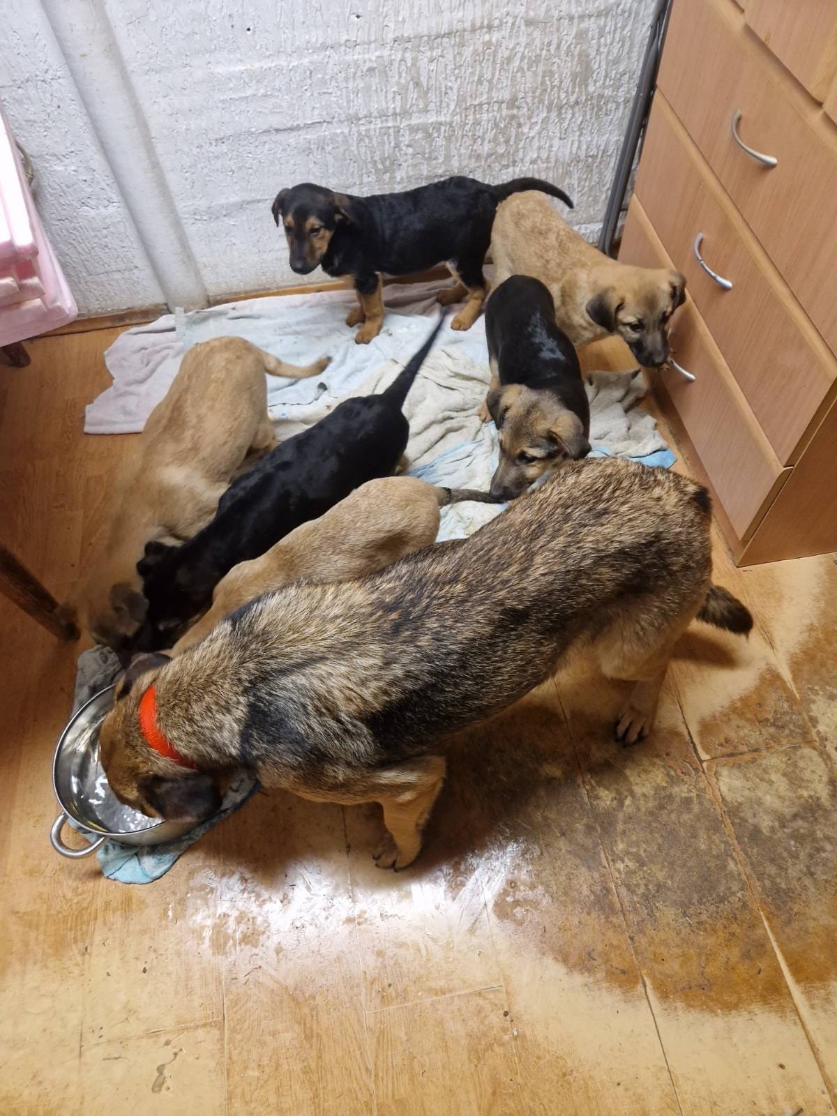 Six puppies of various colors and sizes gathered around and eating from a metal bowl on an indoor floor.