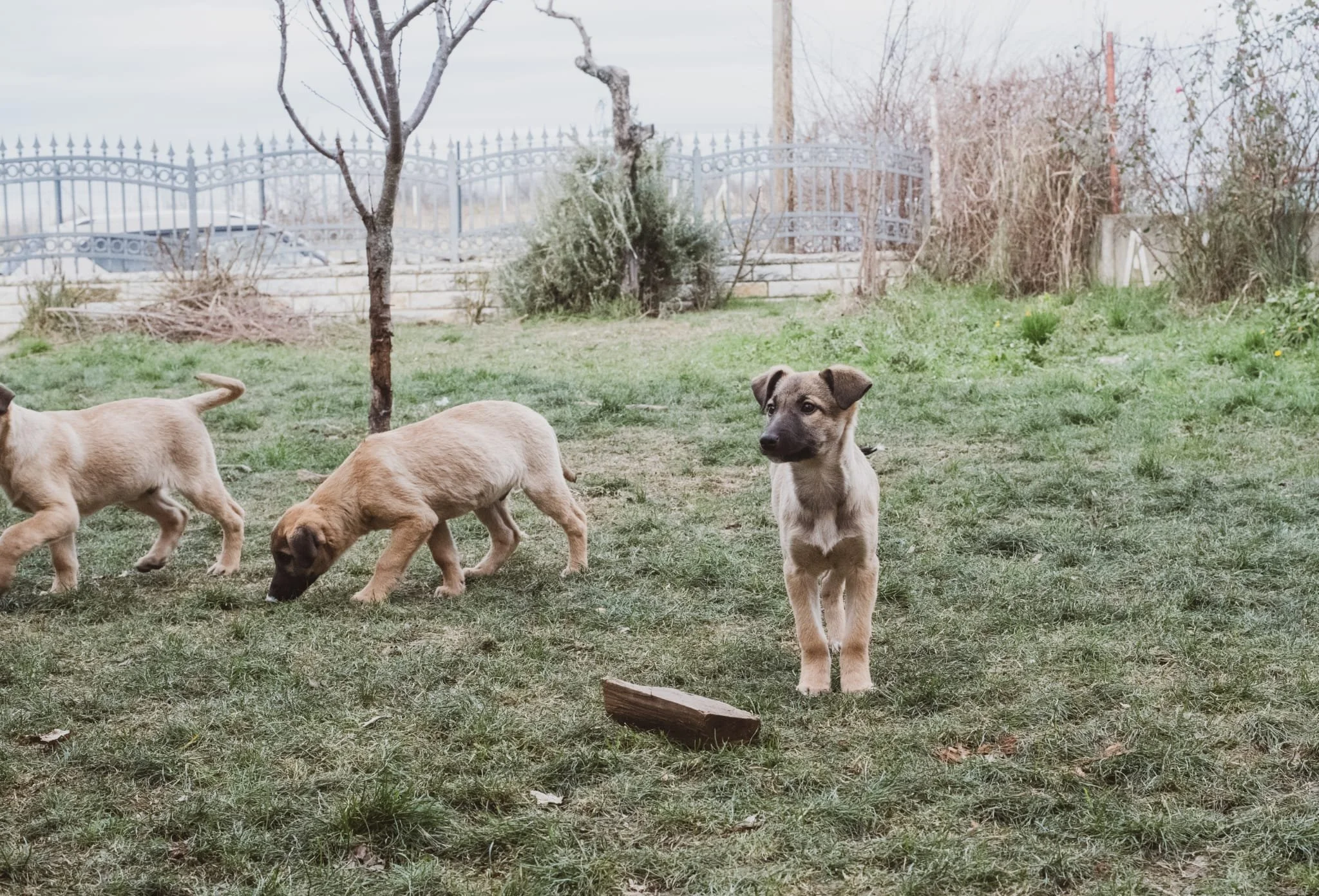 Three puppies playing in a grassy yard with a tree, a wood log, and a metal fence in the background.