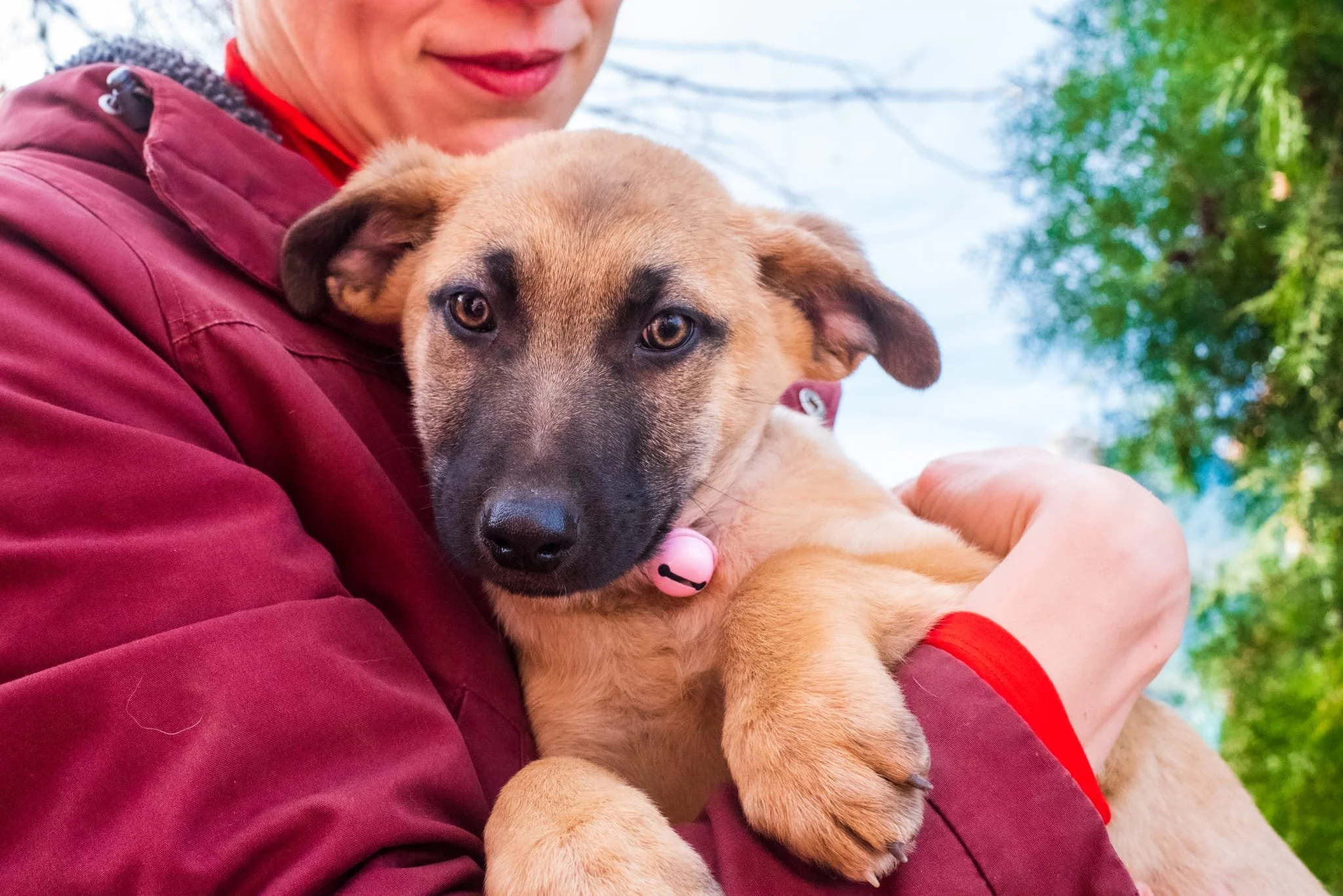 Person holding a brown puppy with a black mask features, outdoors with trees in the background.