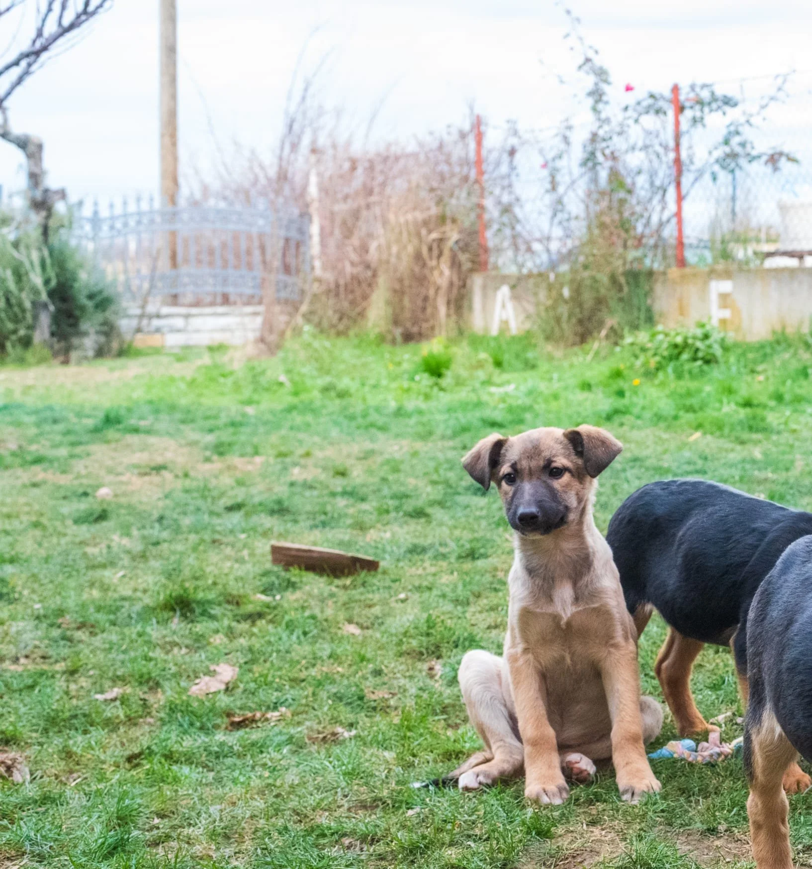 A sitting puppy on a grassy yard with a second puppy partially visible beside it, and a background of trees, fences, and a cloudy sky.