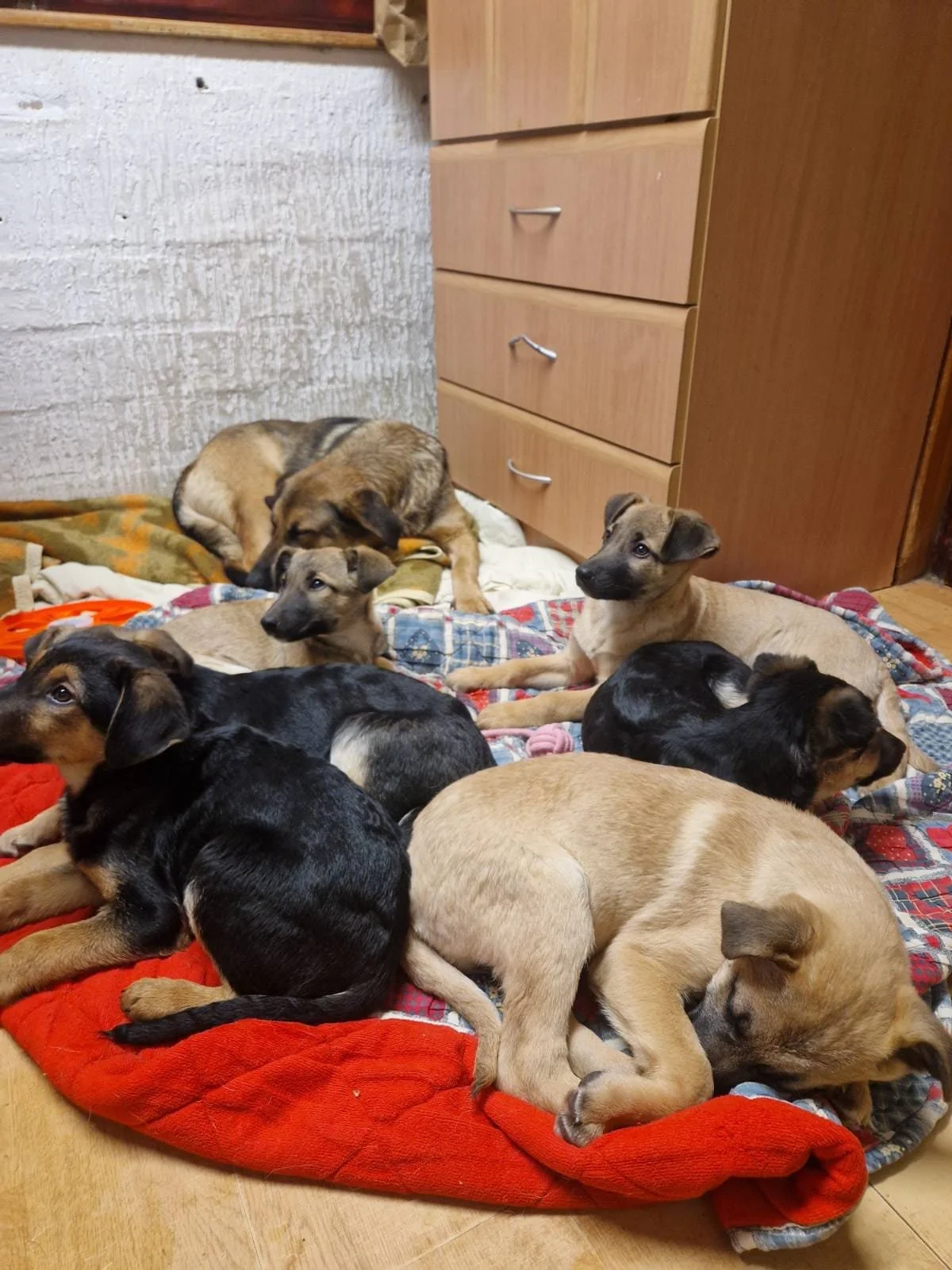 Six puppies sleeping on a blanket in a cozy indoor space, near a wooden dresser and a white brick wall.