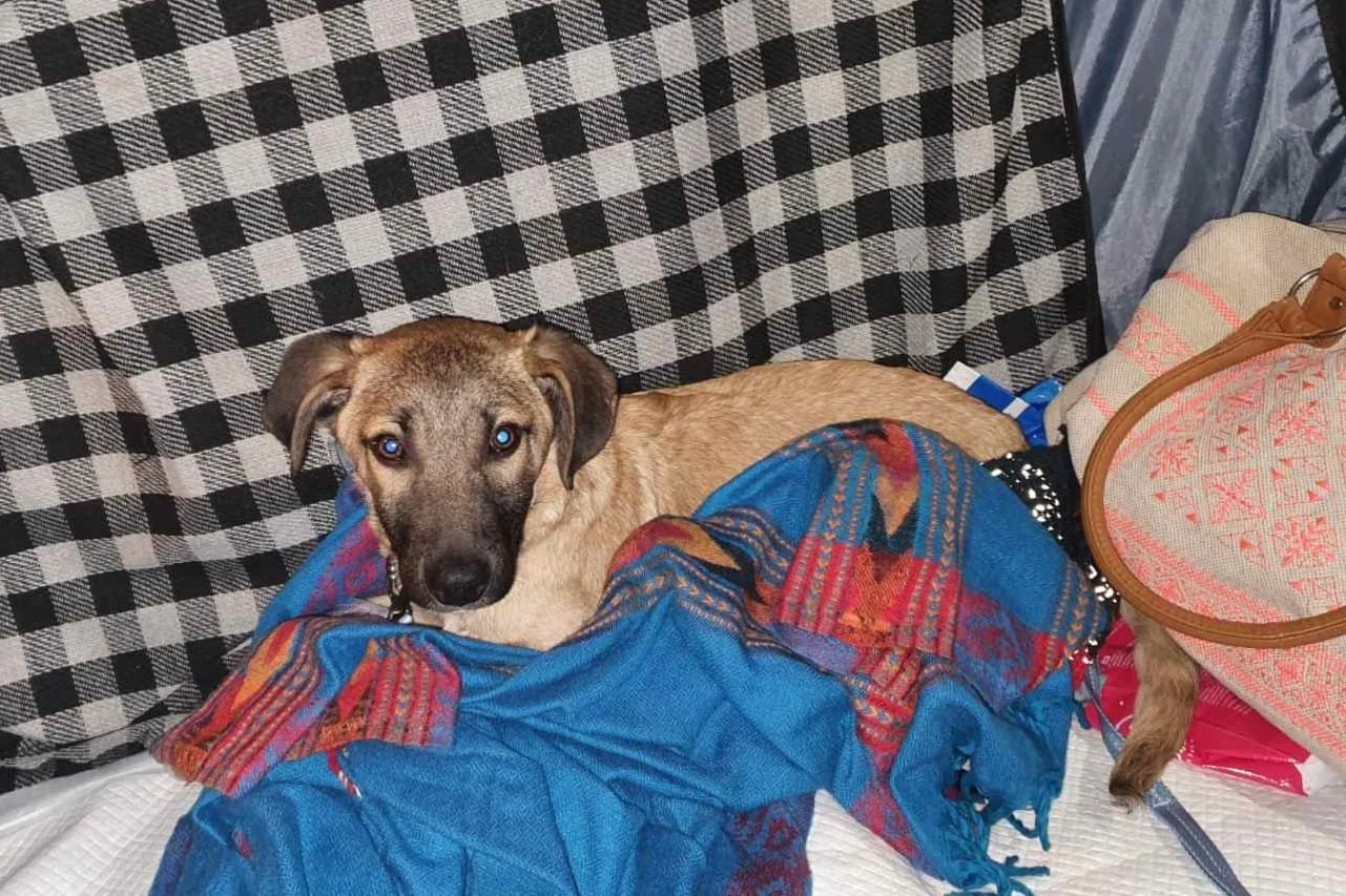 A brown dog with a black snout lying on a bed, surrounded by a black and white checkered blanket, a blue tie-dye scarf, and a beige bag with orange accents.