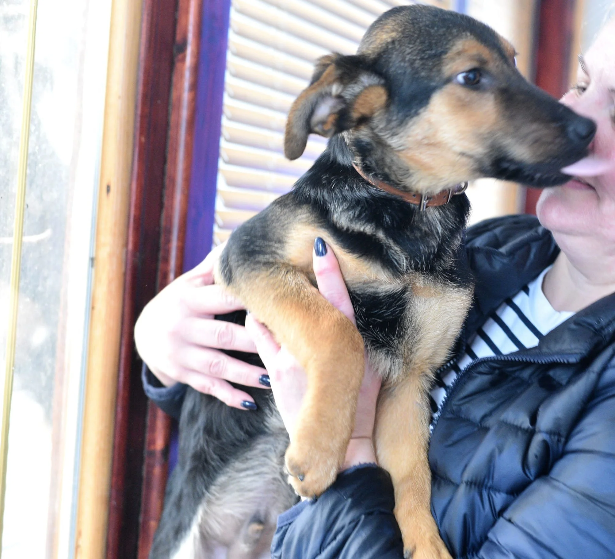 A woman holding a brown and black puppy close to her face, about to kiss it, indoors near a window with wooden blinds.