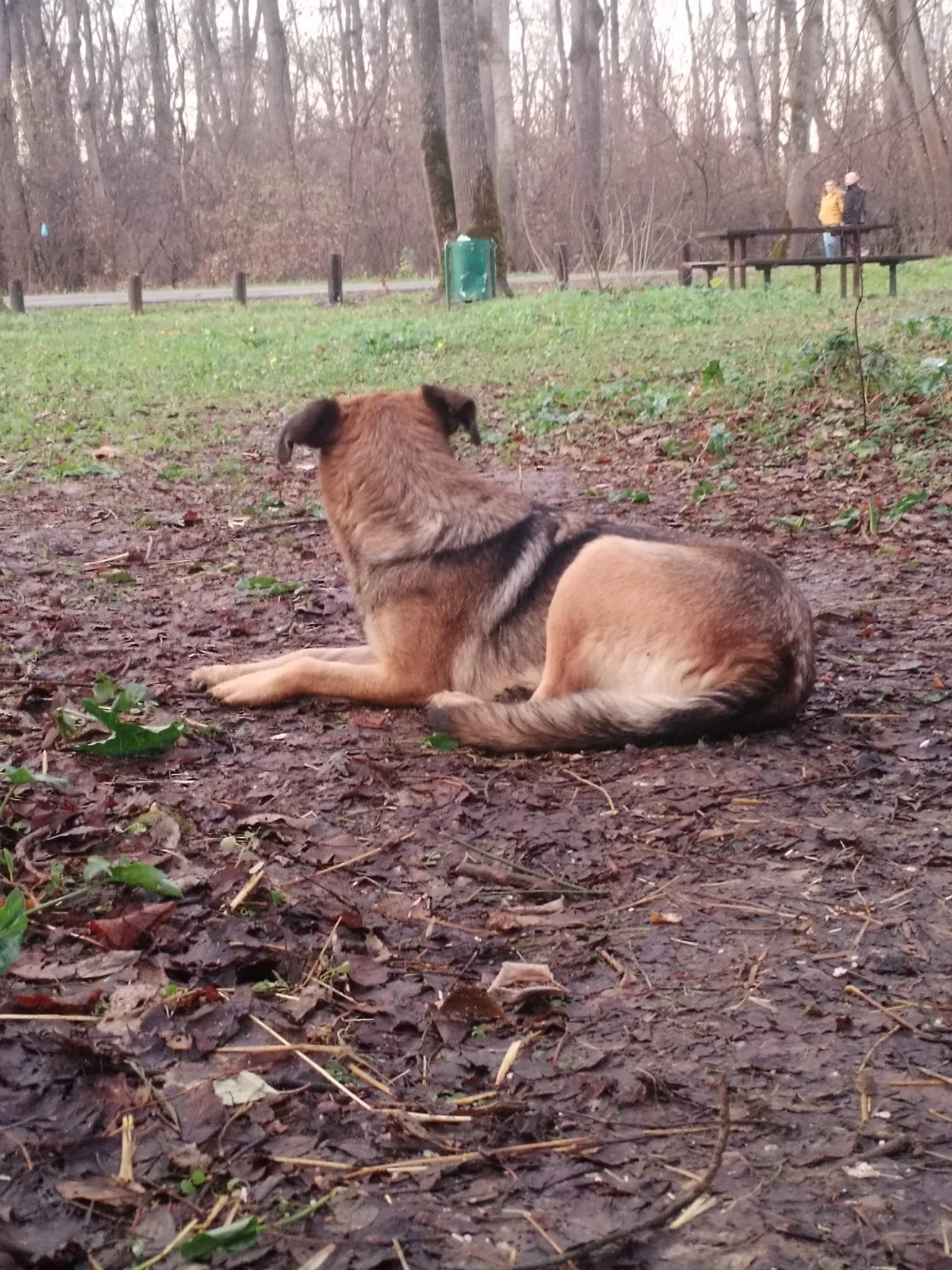 Dog lying on muddy ground in a park, facing away, with trees and a picnic table in the background, and two people standing near the trees in the distance.