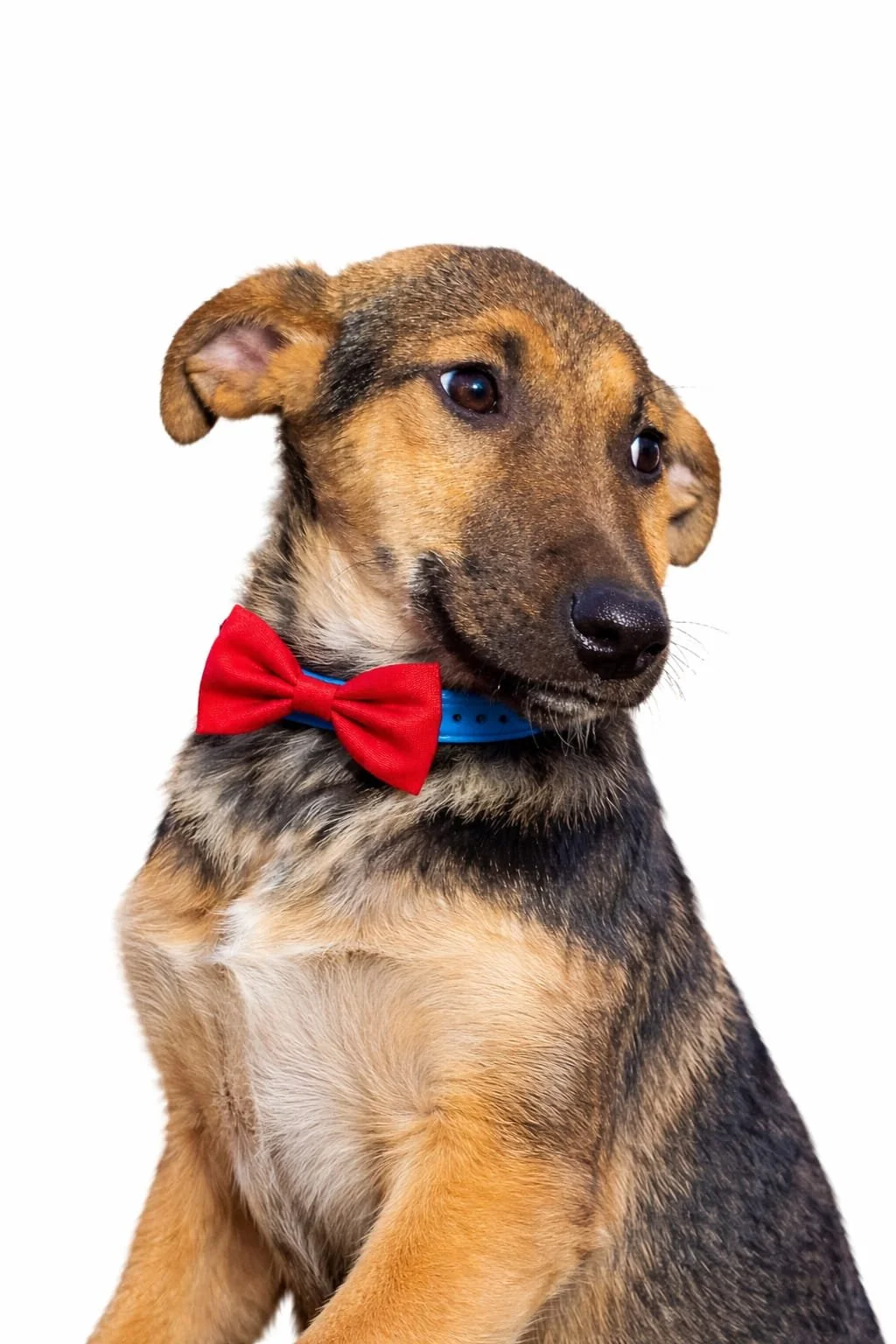A puppy with tan and black fur, wearing a red bowtie and a blue collar, against a white background.