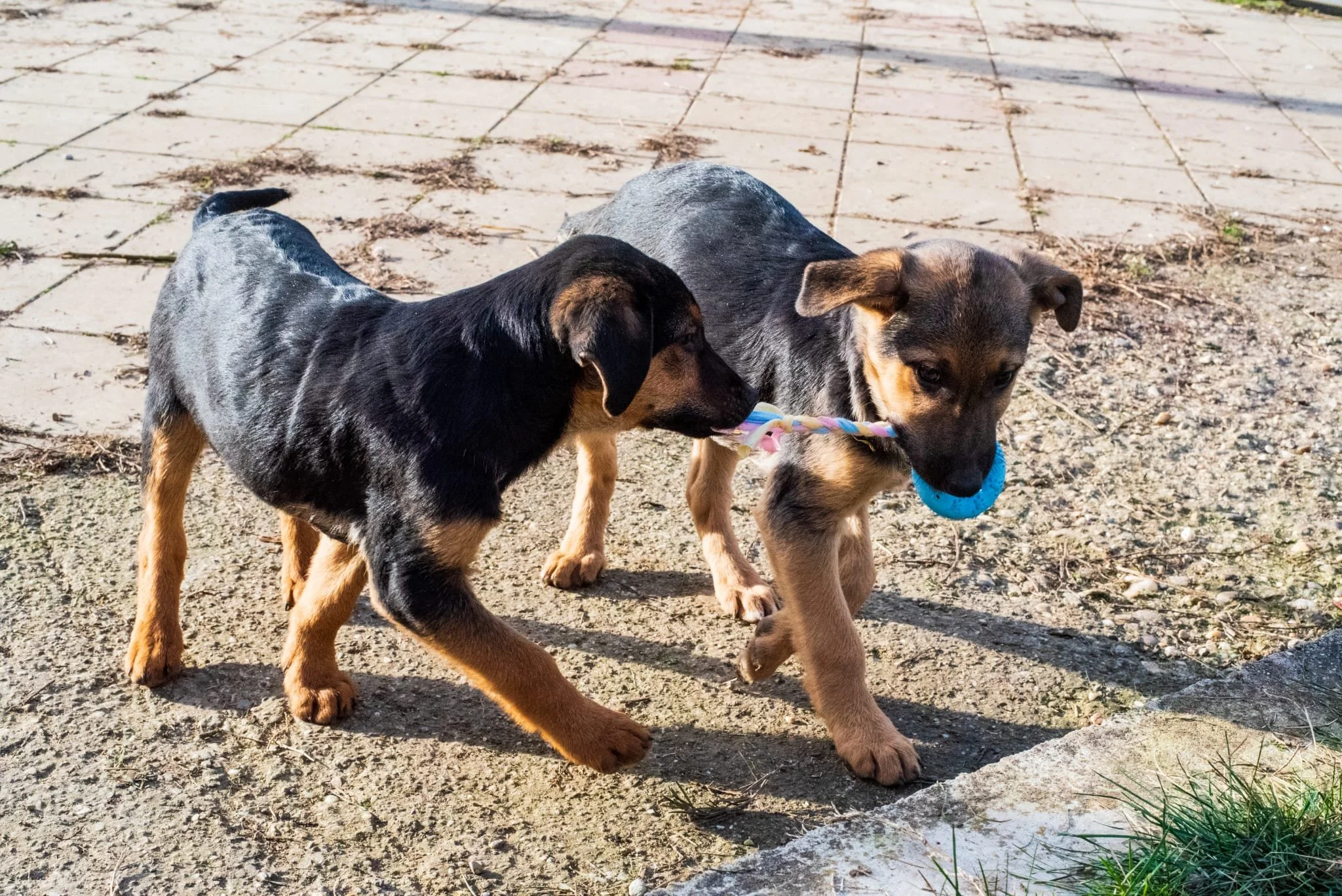 Two puppies playing outside, one carrying a blue toy in its mouth, on a mixed surface of concrete and dirt.