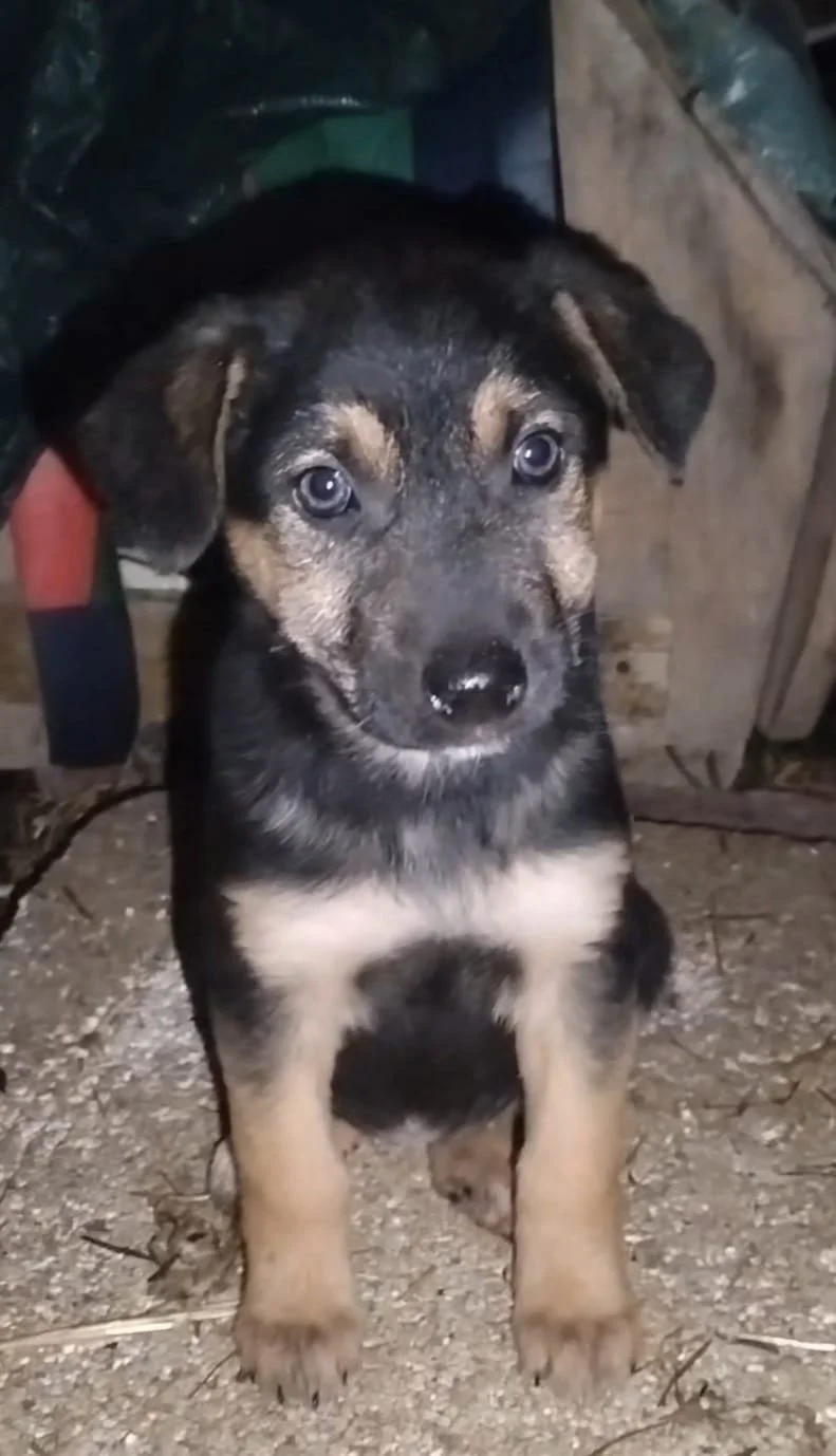 A black and tan puppy sitting on dirt, looking at the camera with blue eyes.
