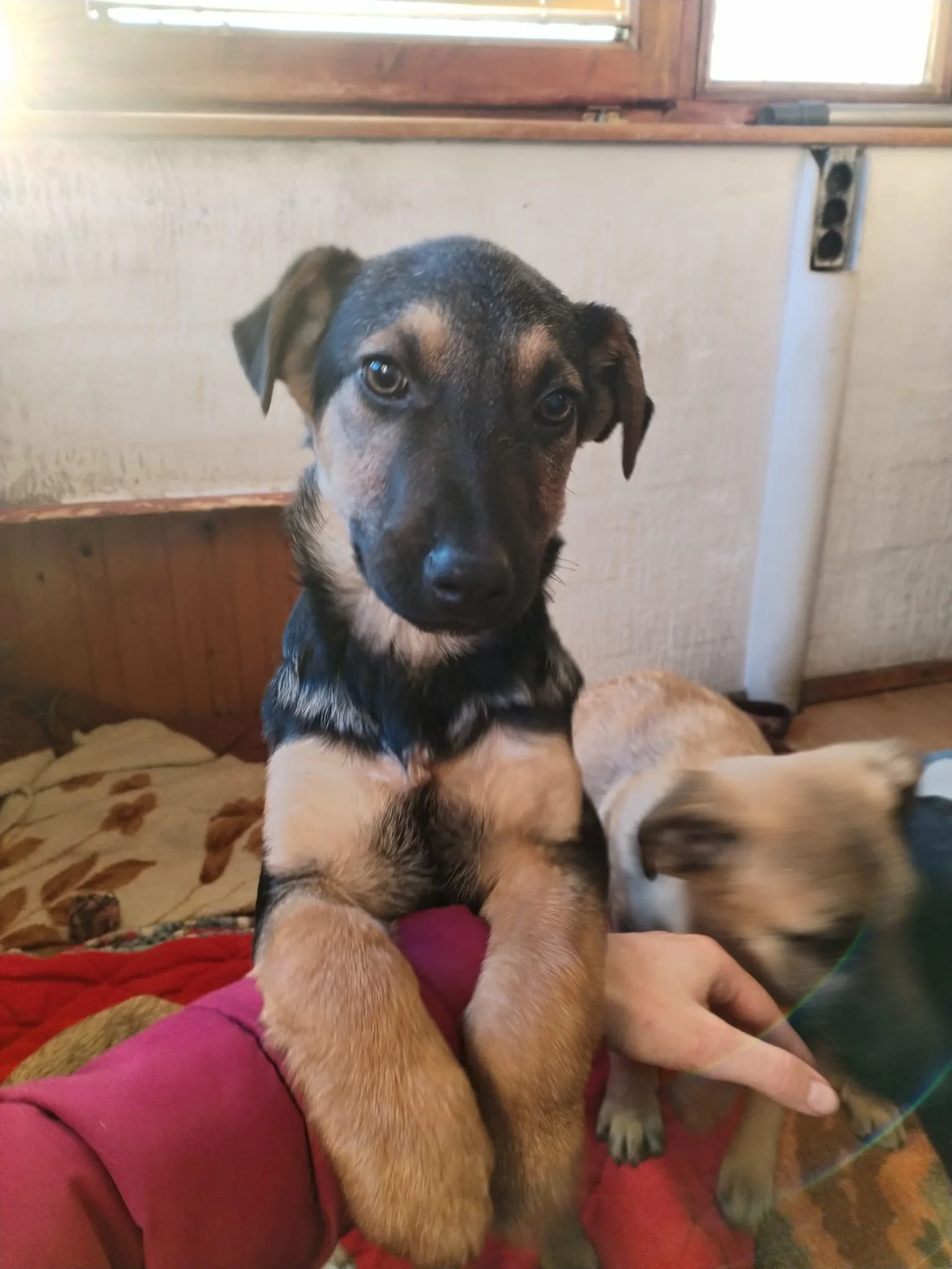 Close-up of a black and tan puppy with floppy ears, looking directly at the camera, resting its front paws on a person's arm.