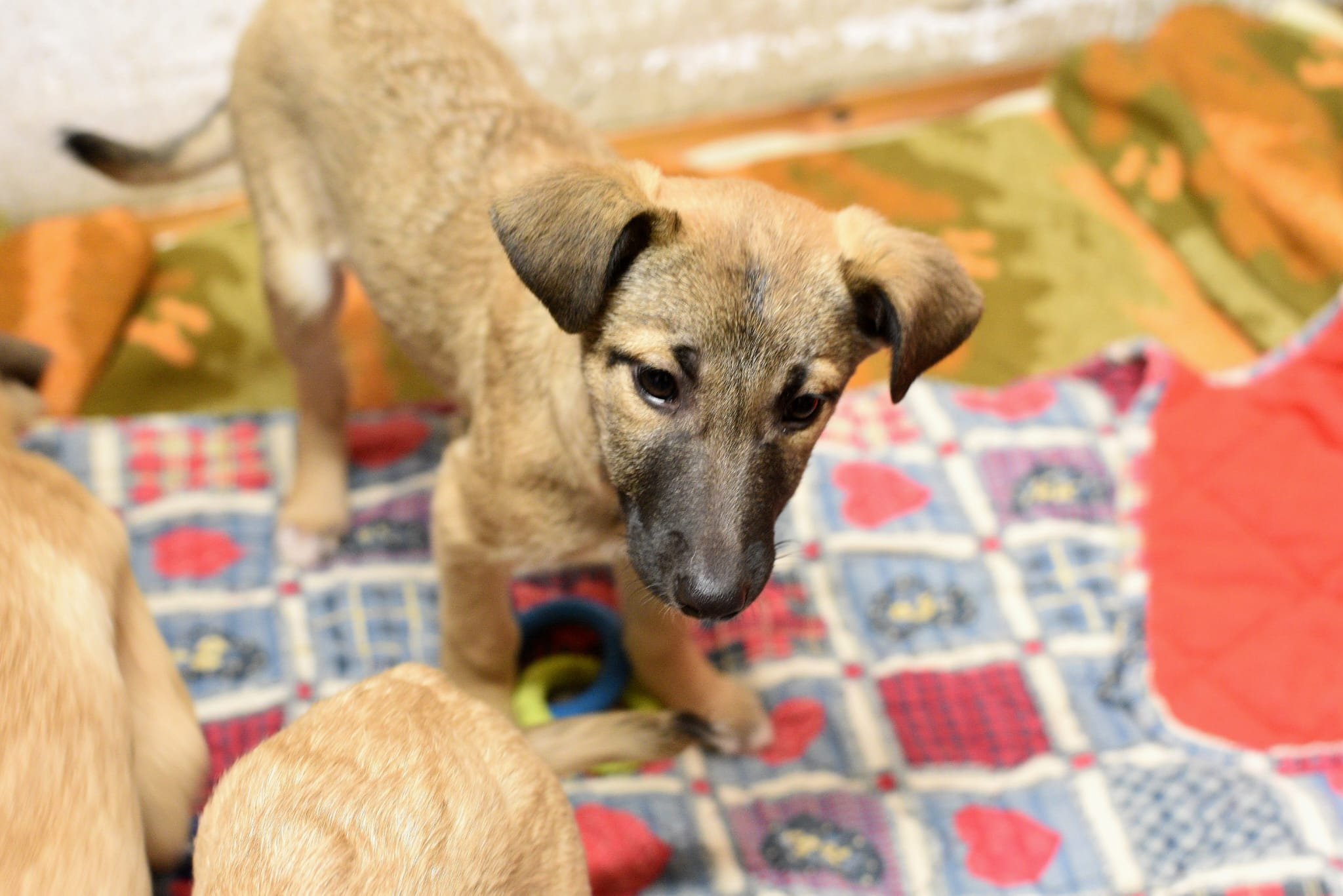 A young puppy with a tan and black coat looking downward, with other puppies around, on a colorful blanket.
